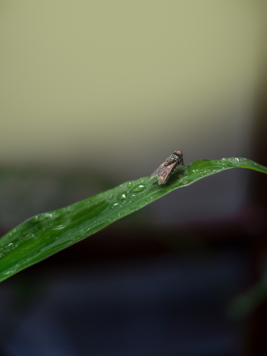 竹节虫遇到危险时的逃生妙招：有哪些？