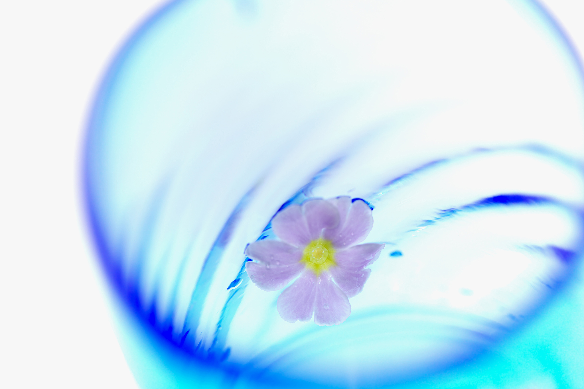 pink flower head floating in a glass of water
