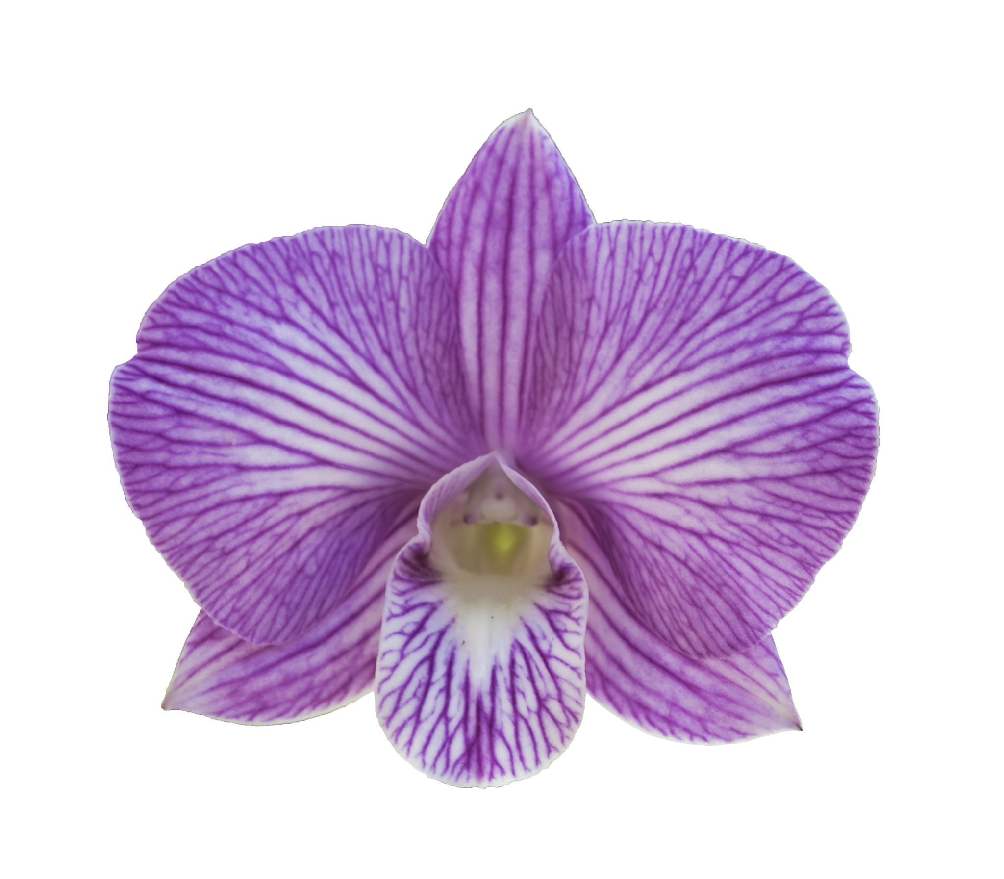 purple orchid isolated over white background