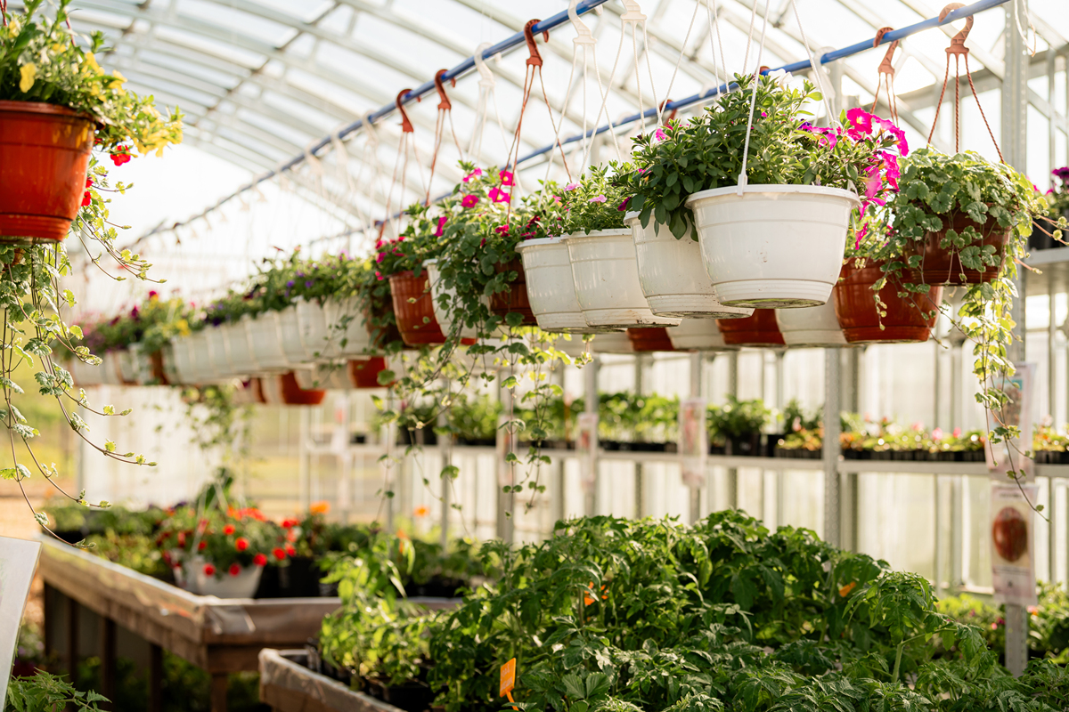 科技小院推动农业现代化：深化创新，助力产业升级