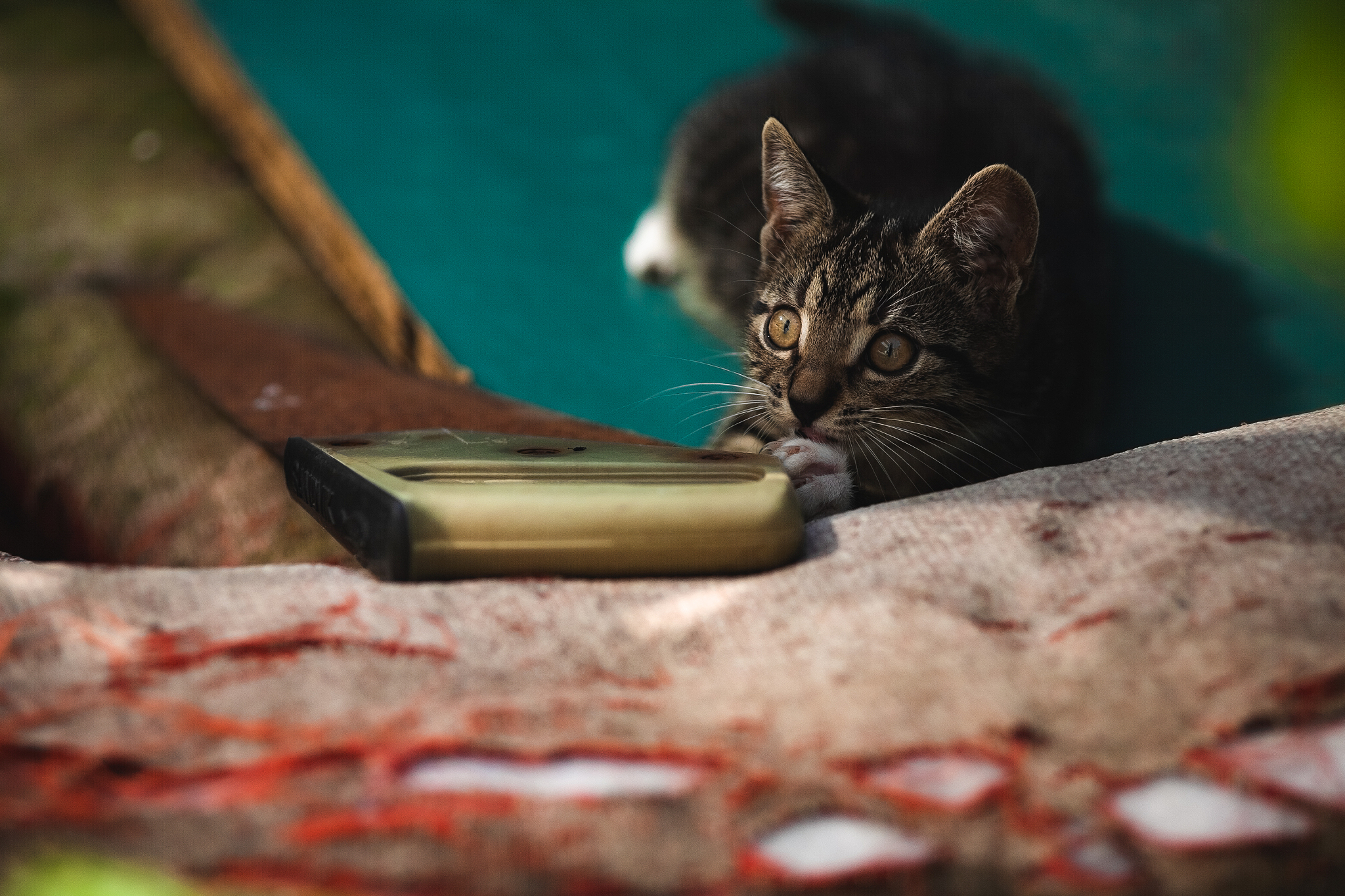 domestic cat with rusty saw on old couch