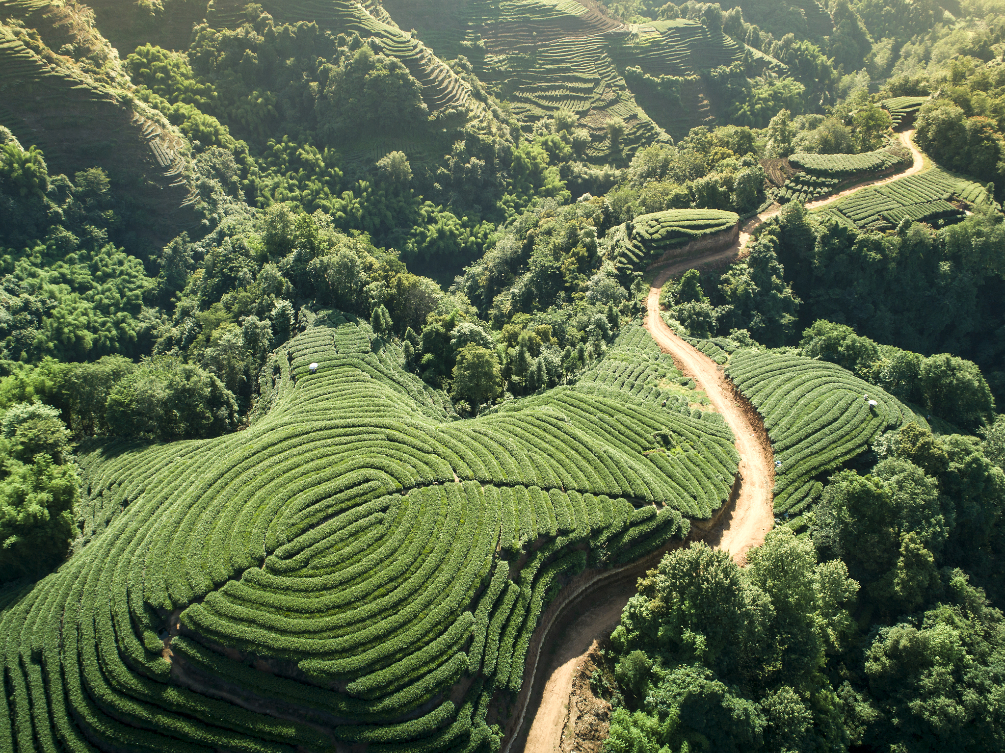 写一篇《武夷山岩茶奇遇记》的公众号文章