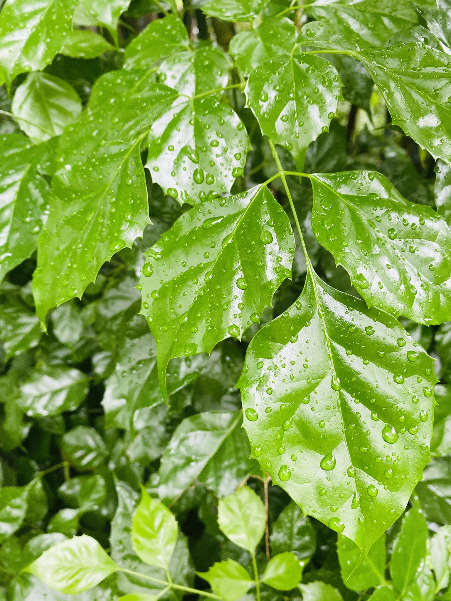 哪些树叶可以吃？人类食用树叶的风险与安全指南