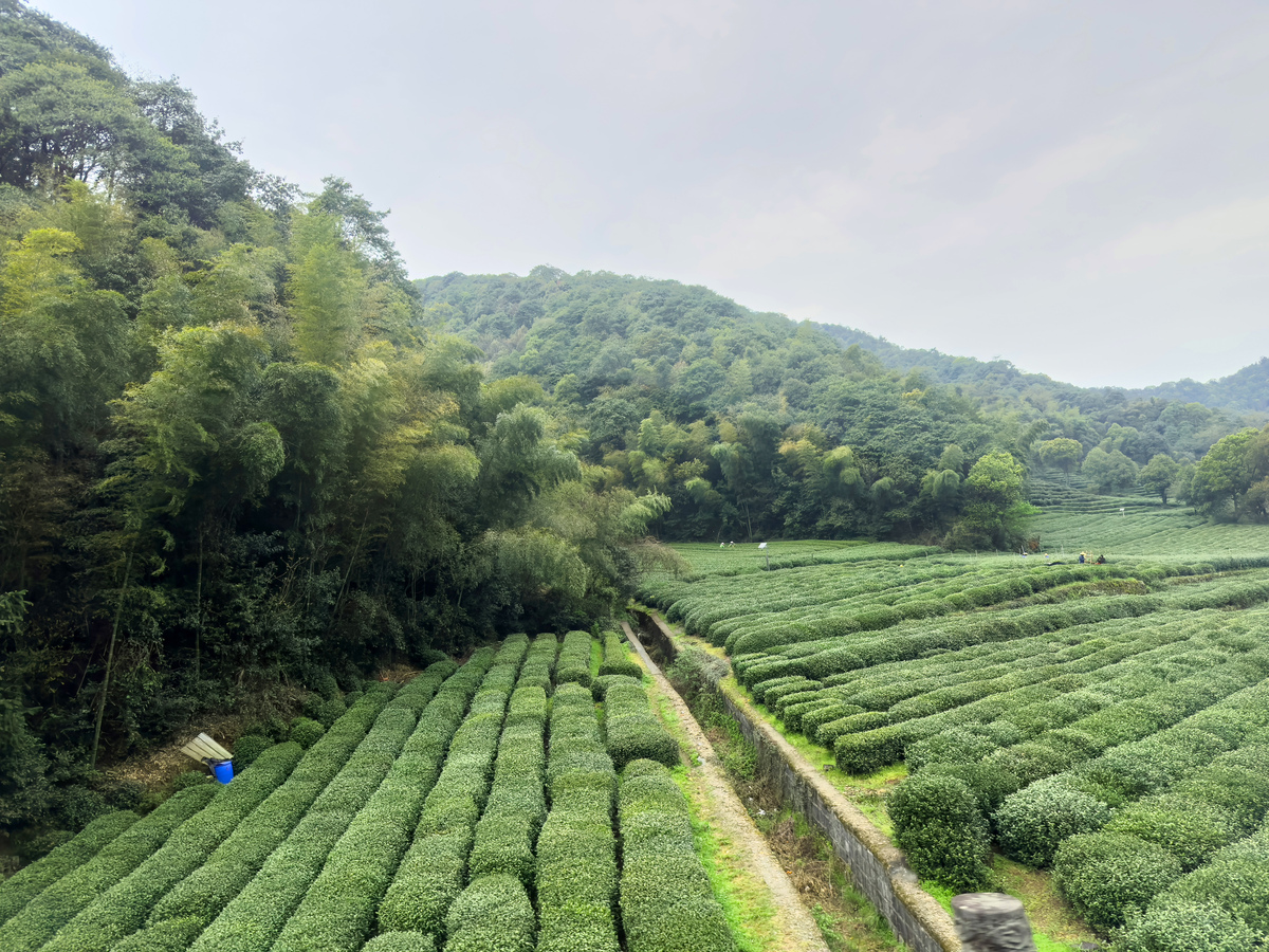 竹溪县黄花沟村茶园农场的介绍