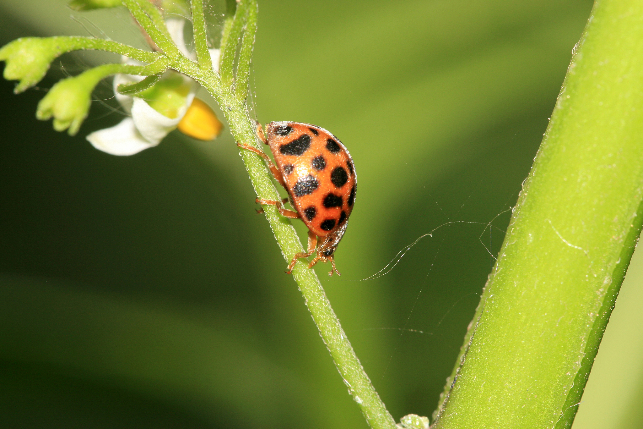 ladybug on green plant
