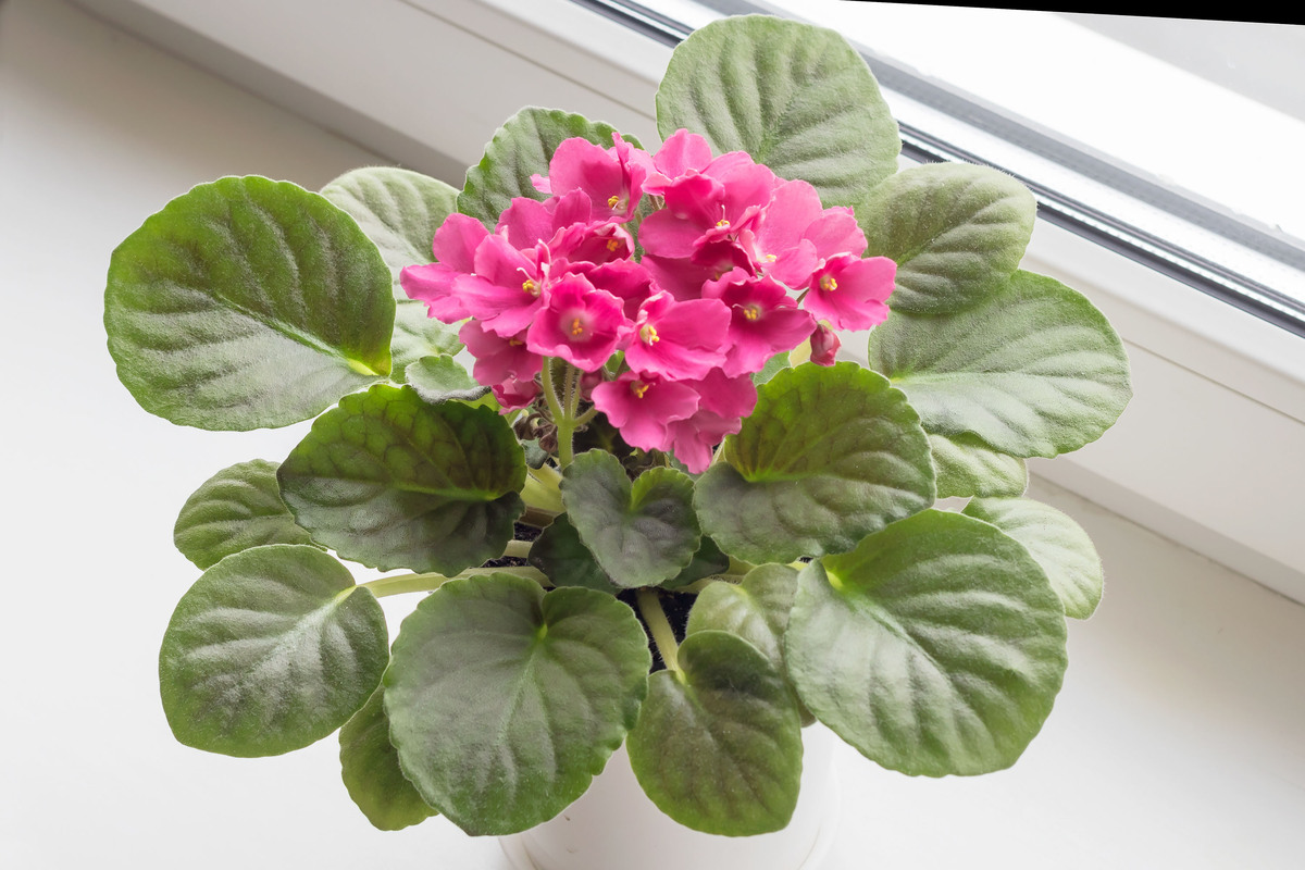家中香气满溢！7种芳香花卉推荐