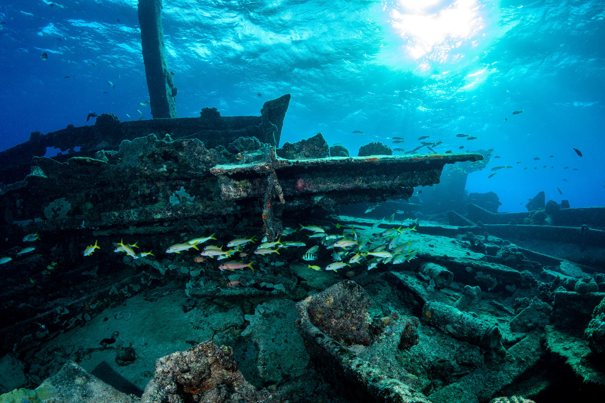 view of fish swimming in sea