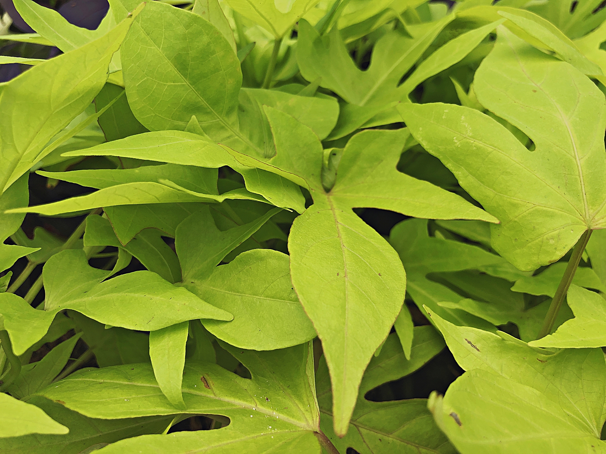 sweet potato vine
