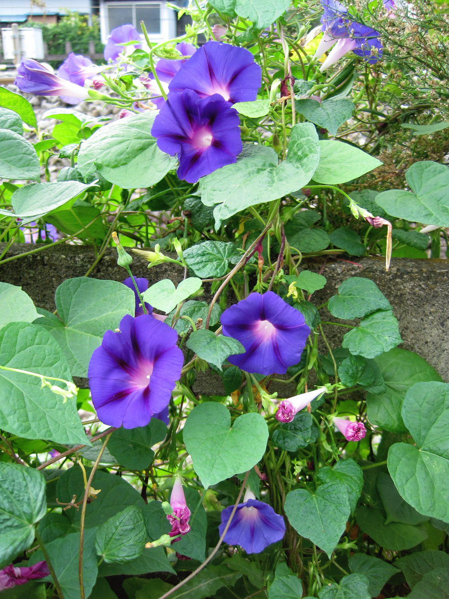 牵牛花什么时候开花？如何让它开花更多？