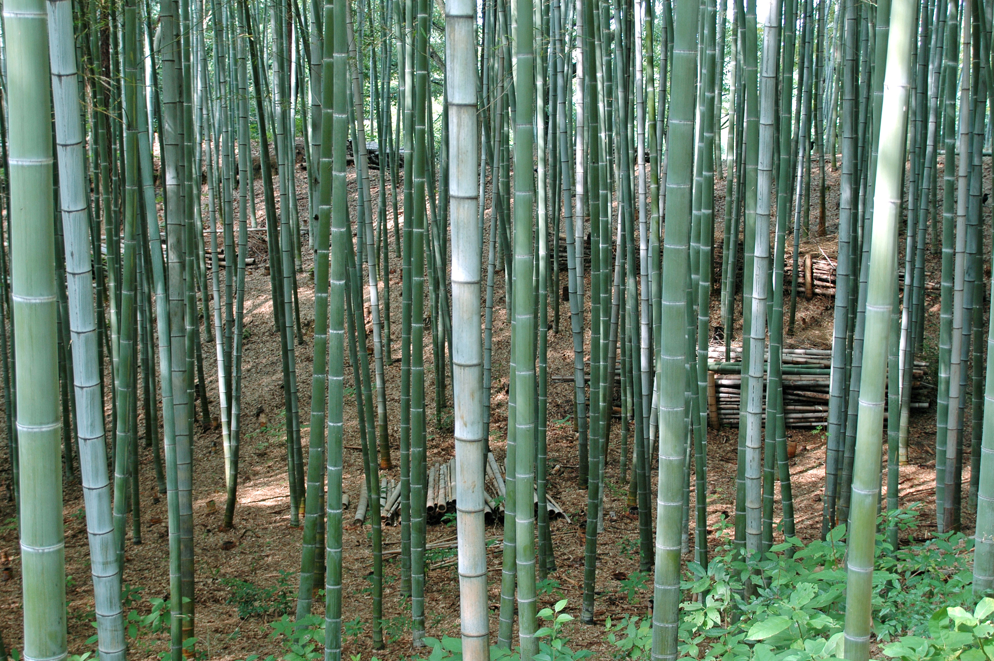 harvested bamboo and forest in japan