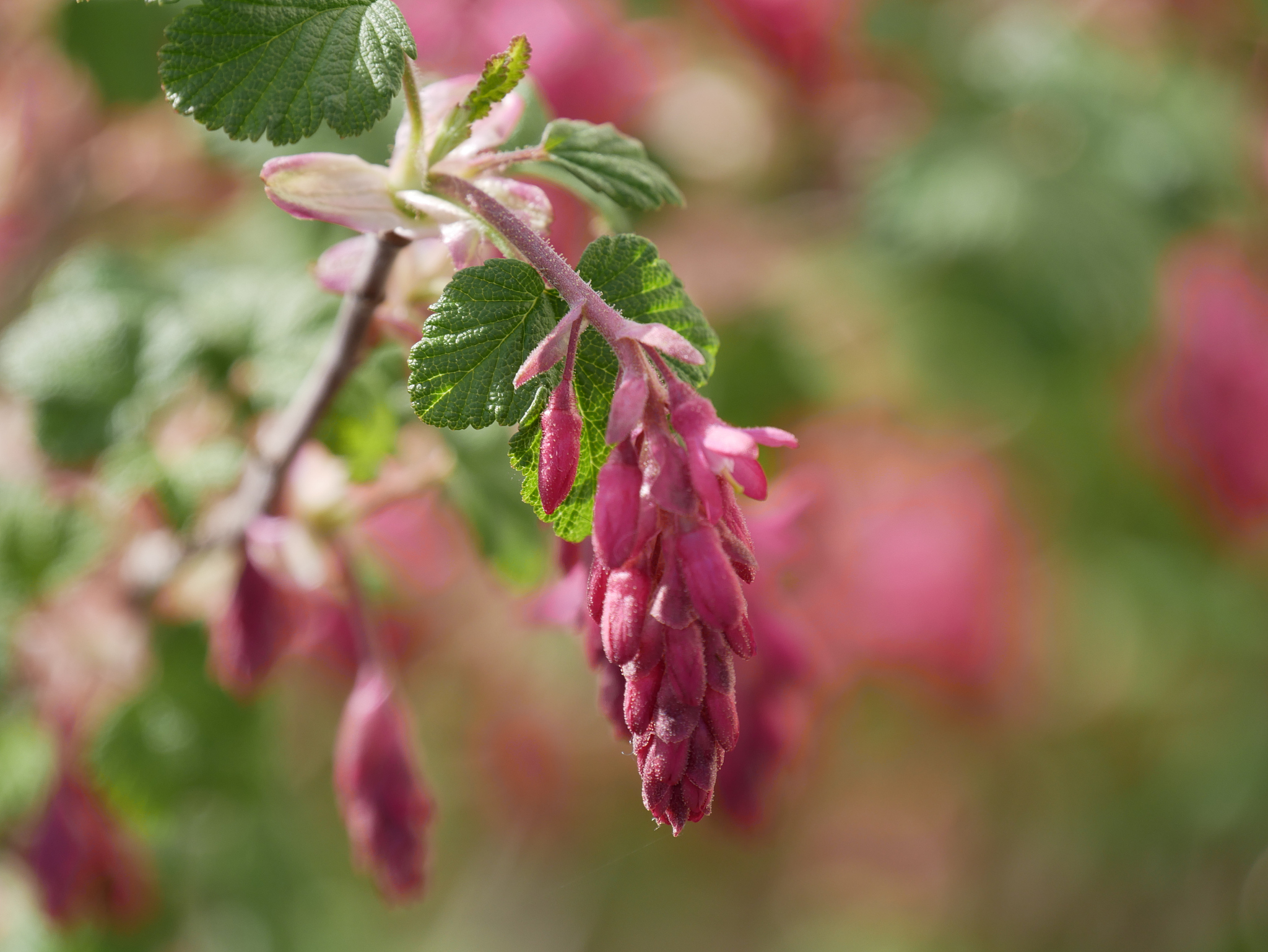 rote blüte