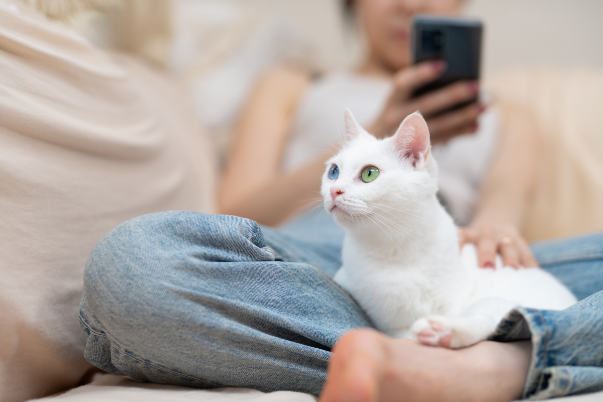 猫：人类忠诚的伙伴与可爱的小精灵