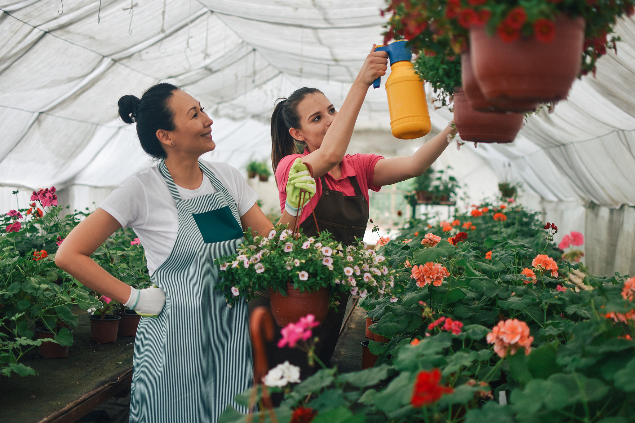 florists women working with flowers in a greenhouse