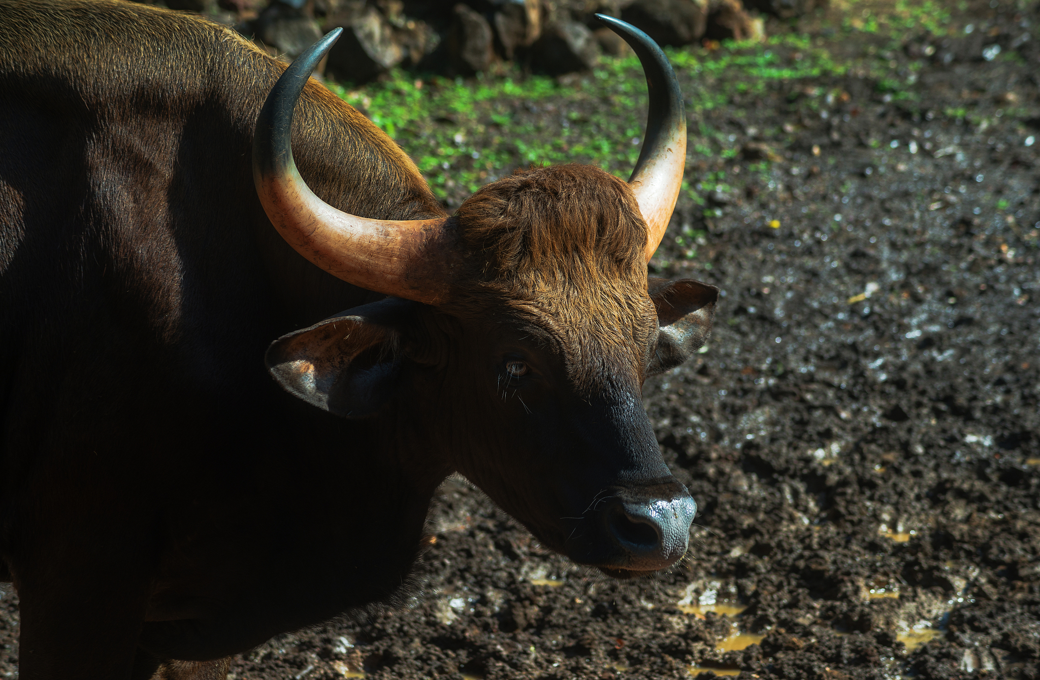indian bison (gaur)