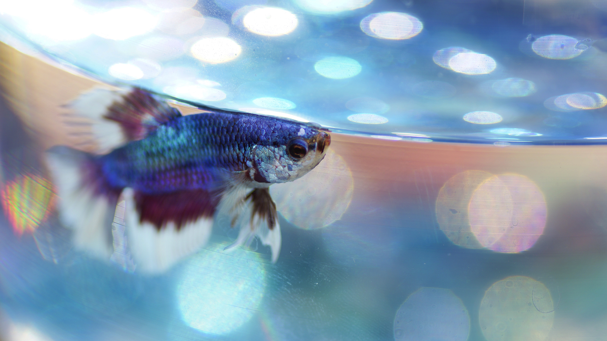 龙鱼掉眼什么意思