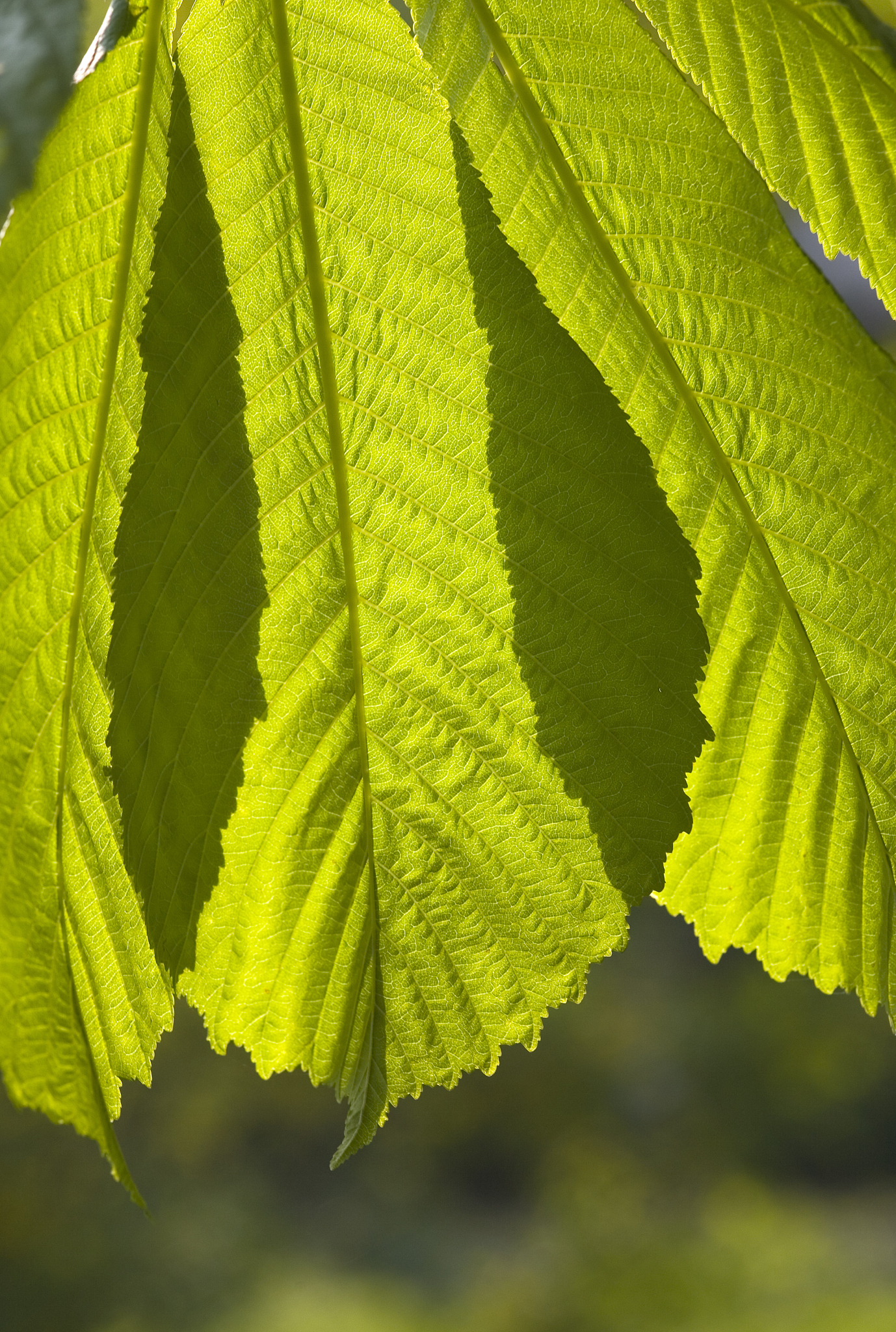 foliage background