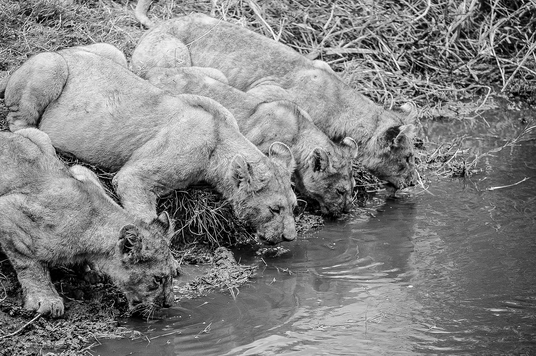 汶川地震猪坚强：坚强与希望的象征