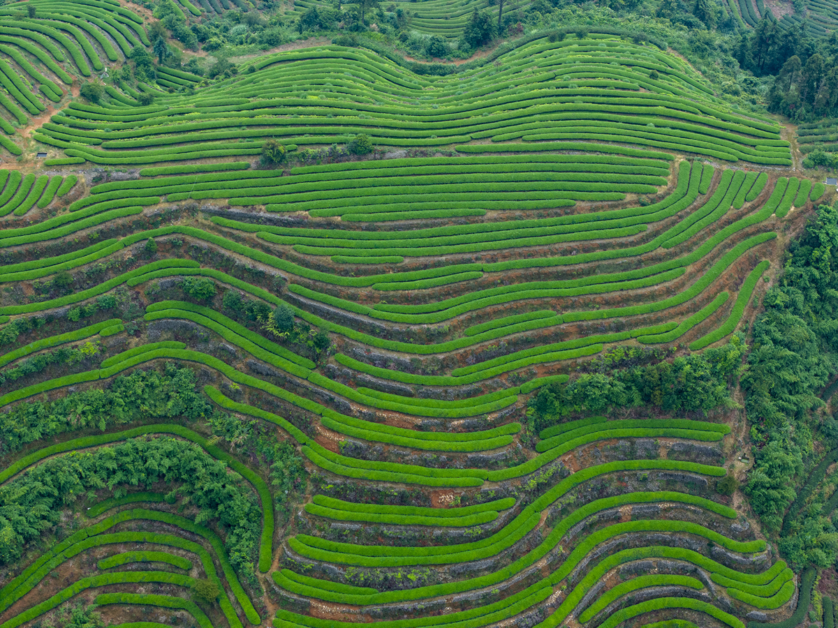 影响神农架下谷坪野茶茶园的分布有什么影响因子
