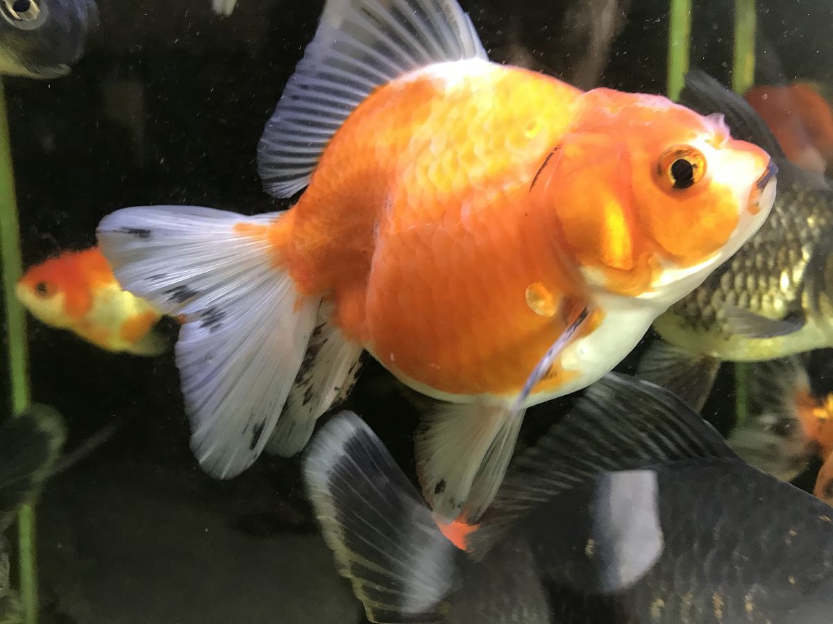 金龙成熟期可以叫什么