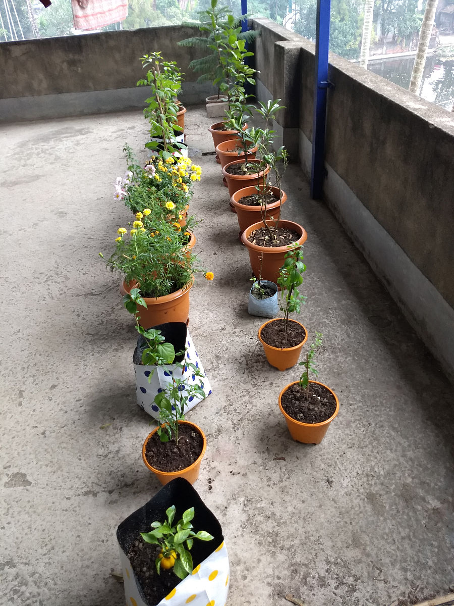 太阳花怎么养爆盆多久浇水一次400字