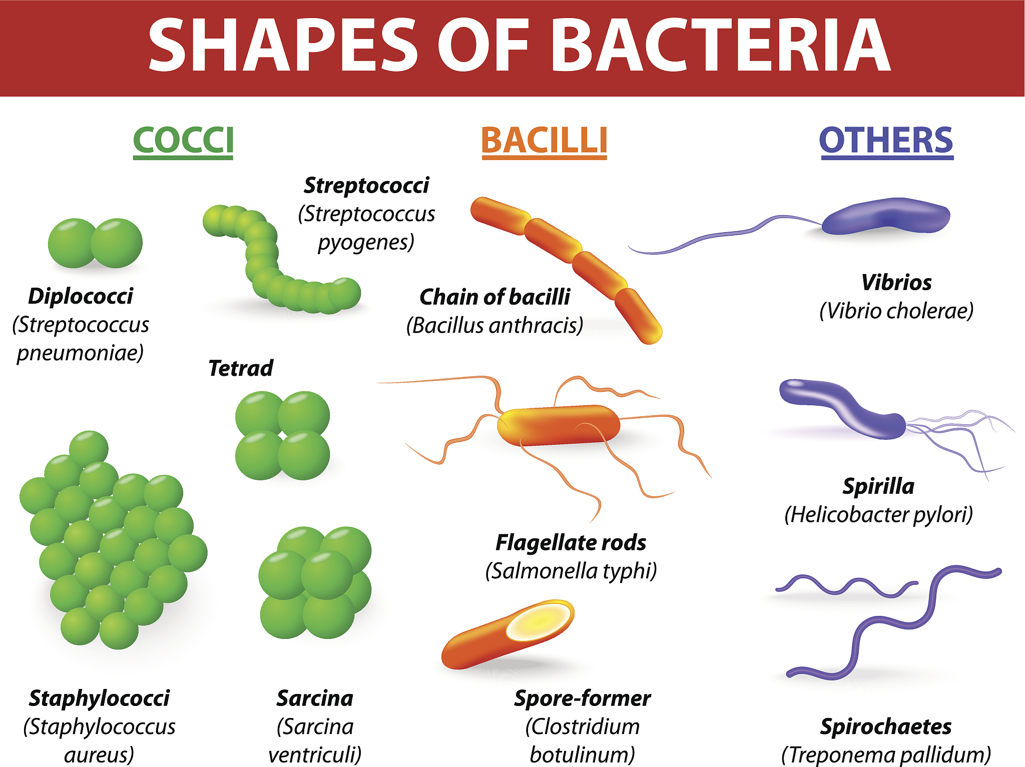 MICROBIOLOGY SPECTRUM期刊推荐理由：涵盖微生物学各个领域，开放获取，高质量综述文章