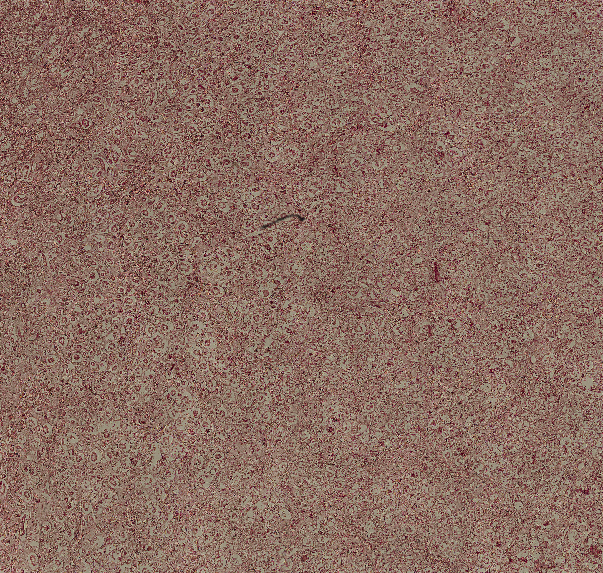 重庆卫生学校高级护理专业主干学科解析：解剖学、生理学等核心课程