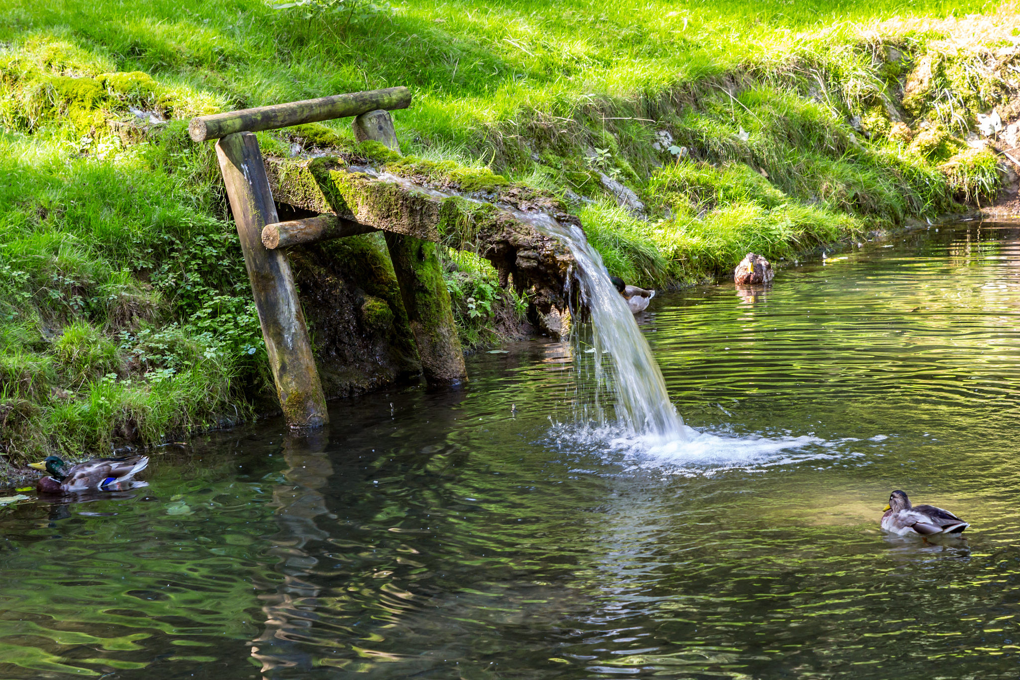 river in the forest