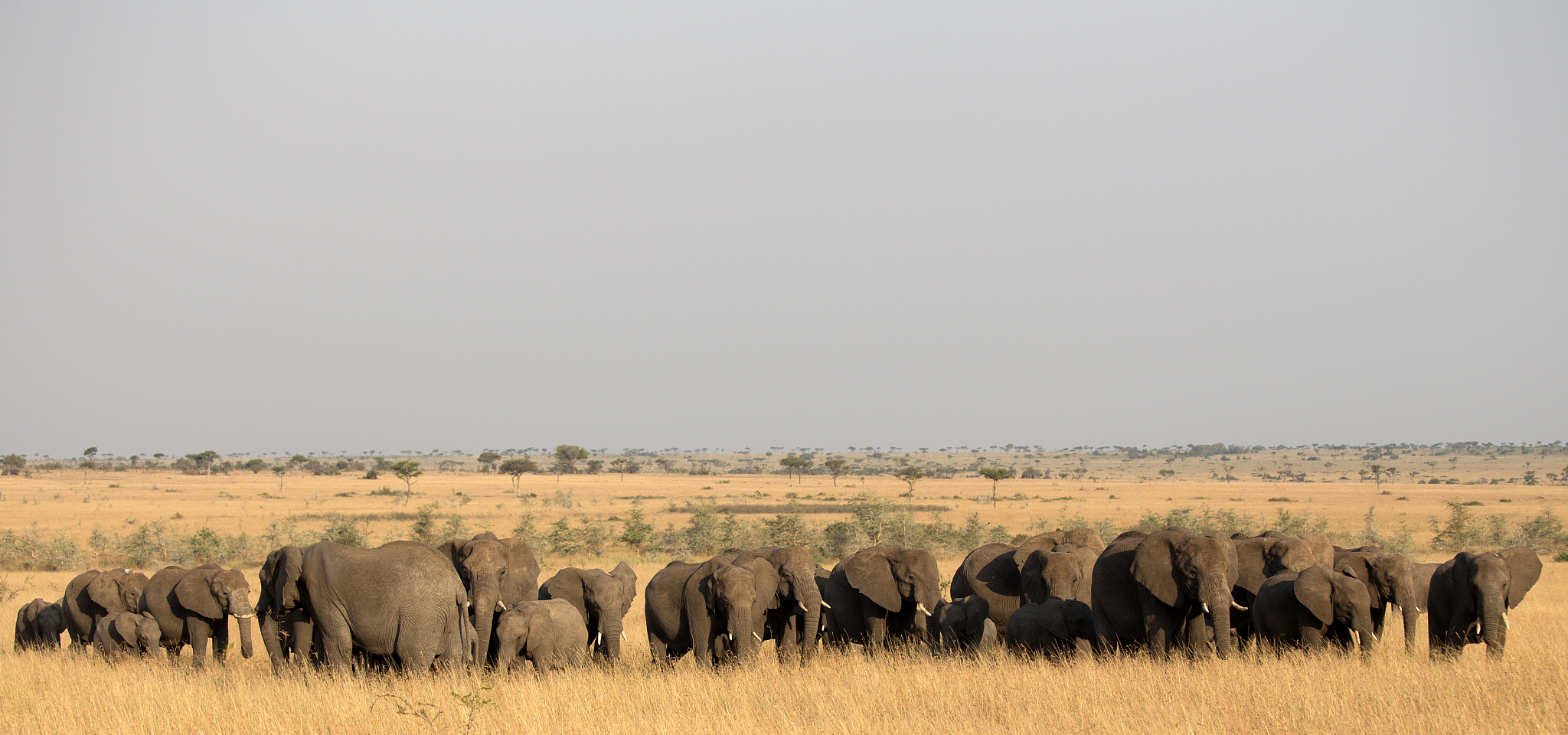 an elephant herd in tanzania
