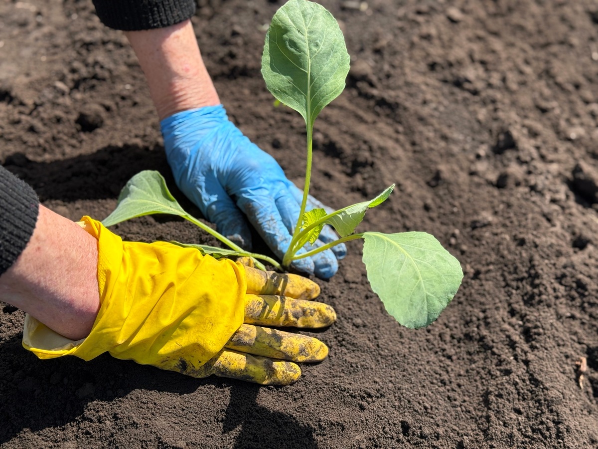 混播技术提升土壤健康：多样性微生物的关键作用
