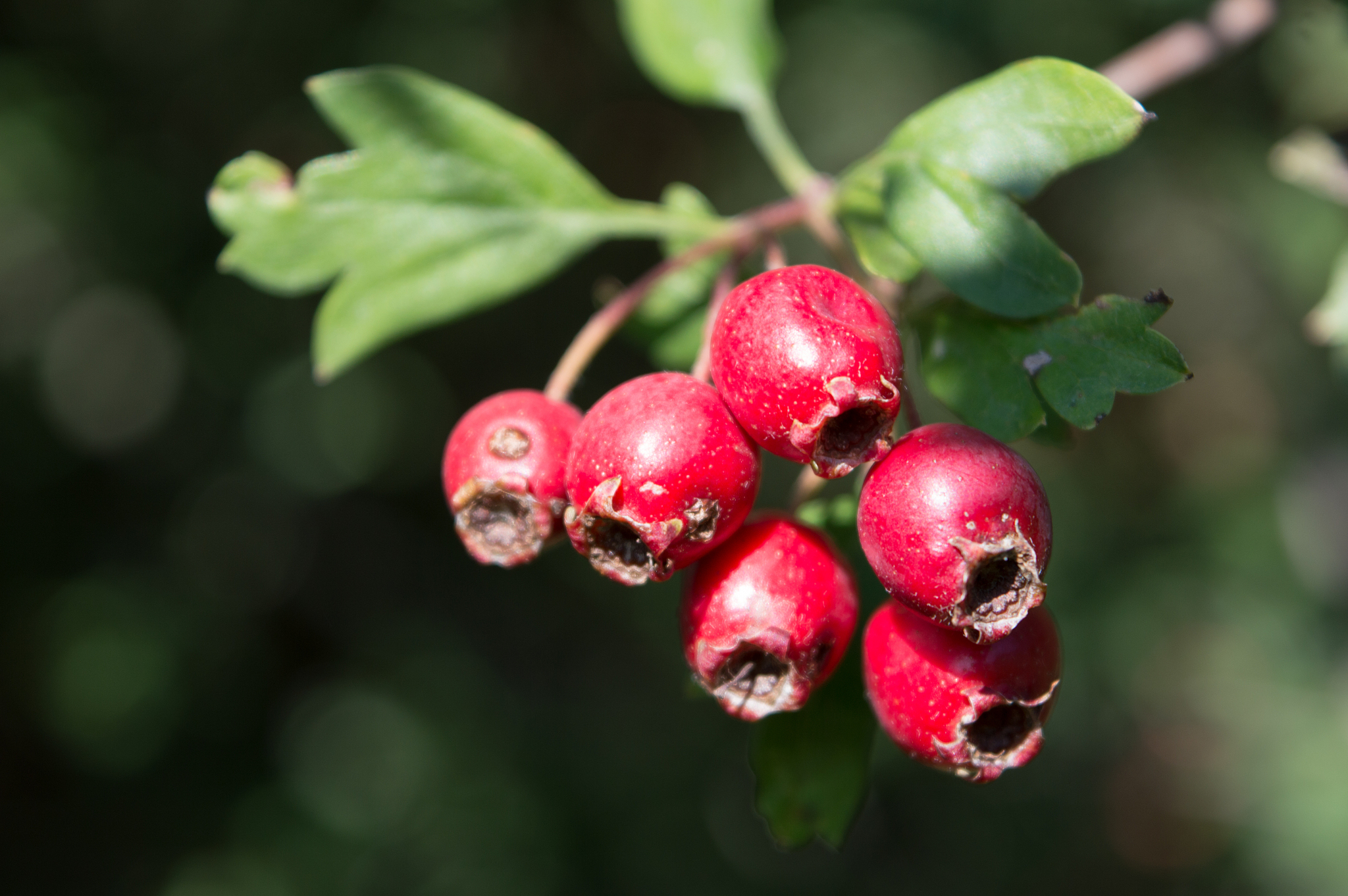 common hawthorn fruits