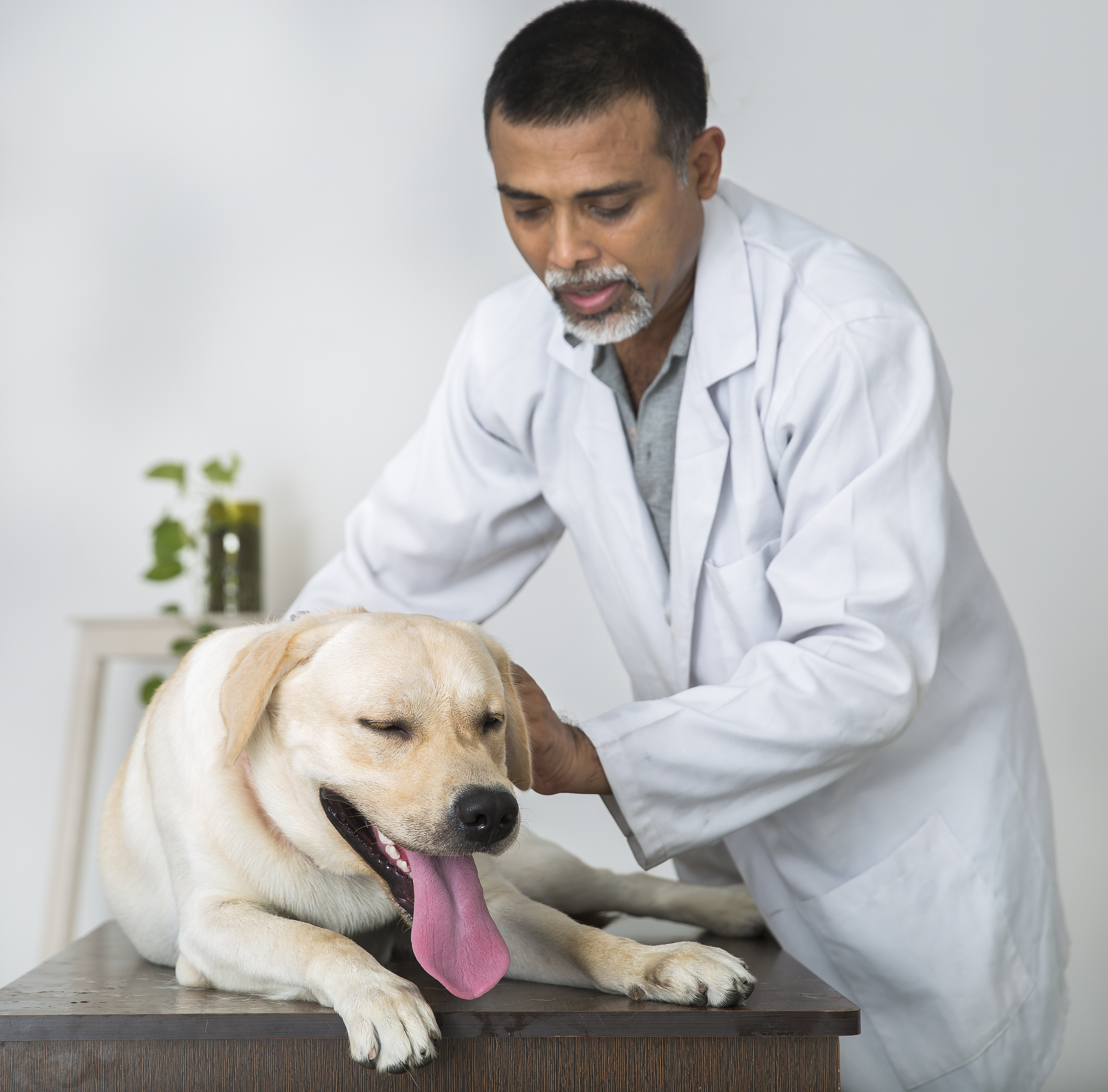 黑龙江农业经济职业学院宠物临床诊疗技术专业学什么？