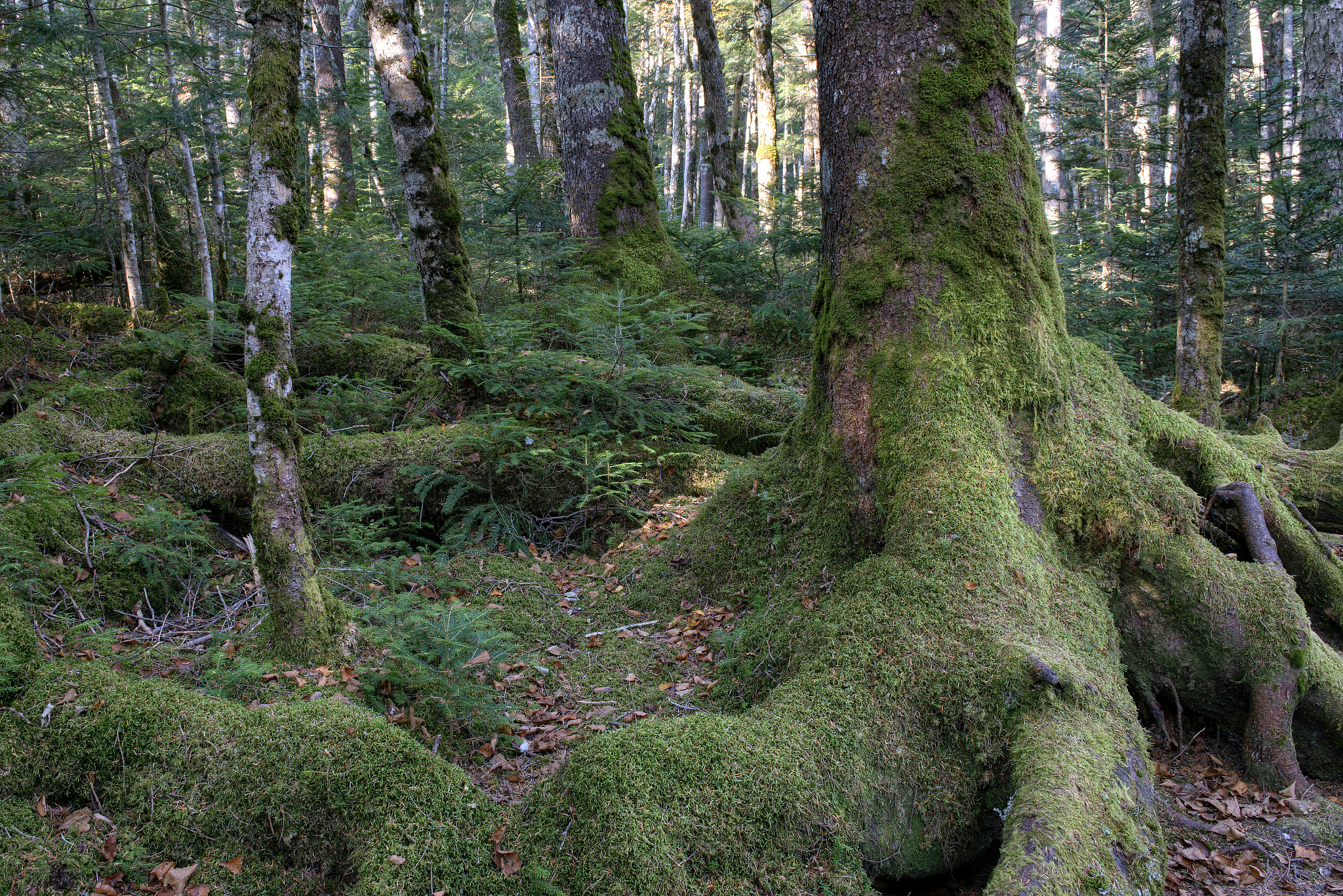 Increasing Phosphorus Limitation with Tree Age in Tropical Forests