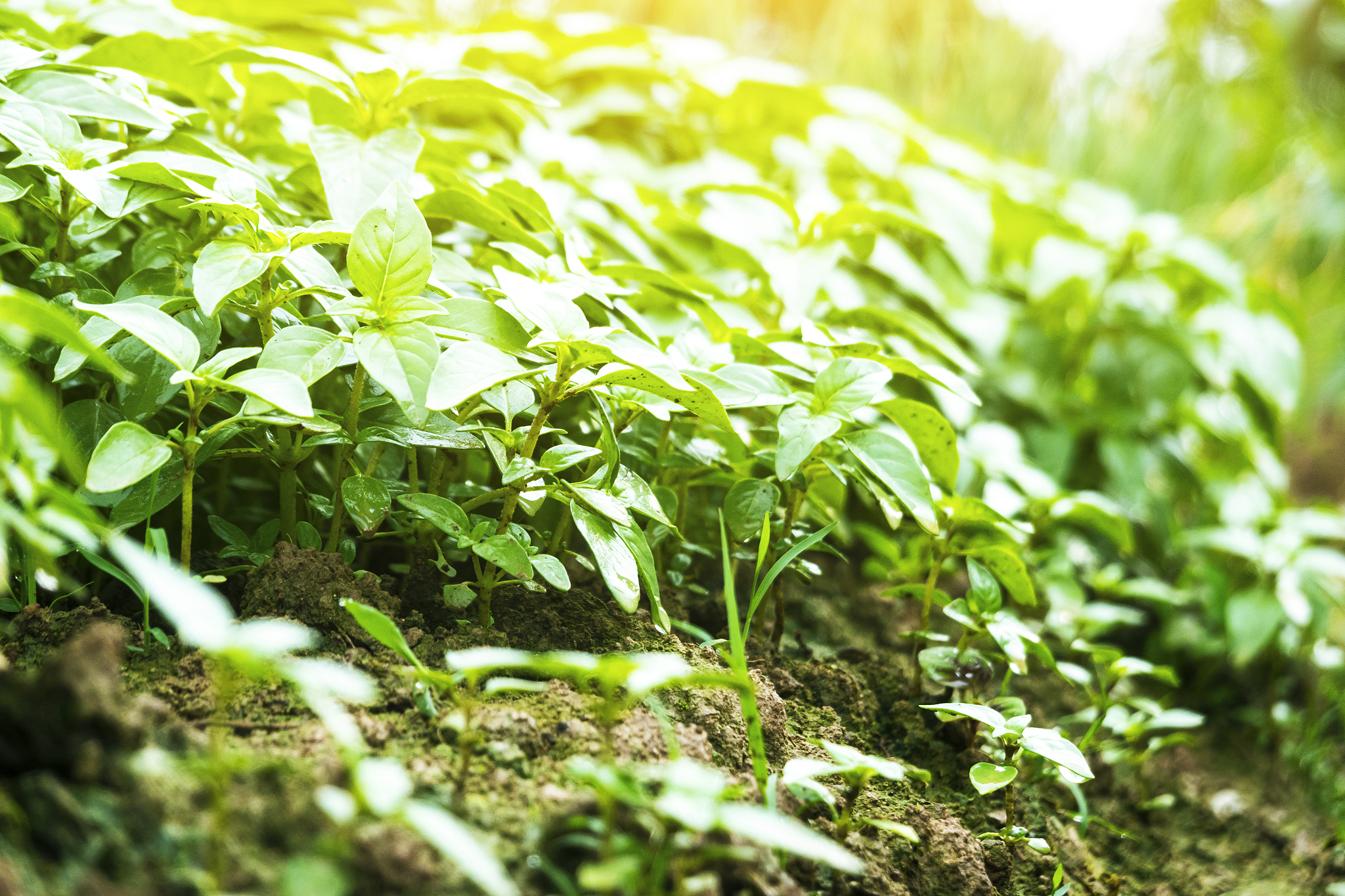 basil sapling in the field under sunshine