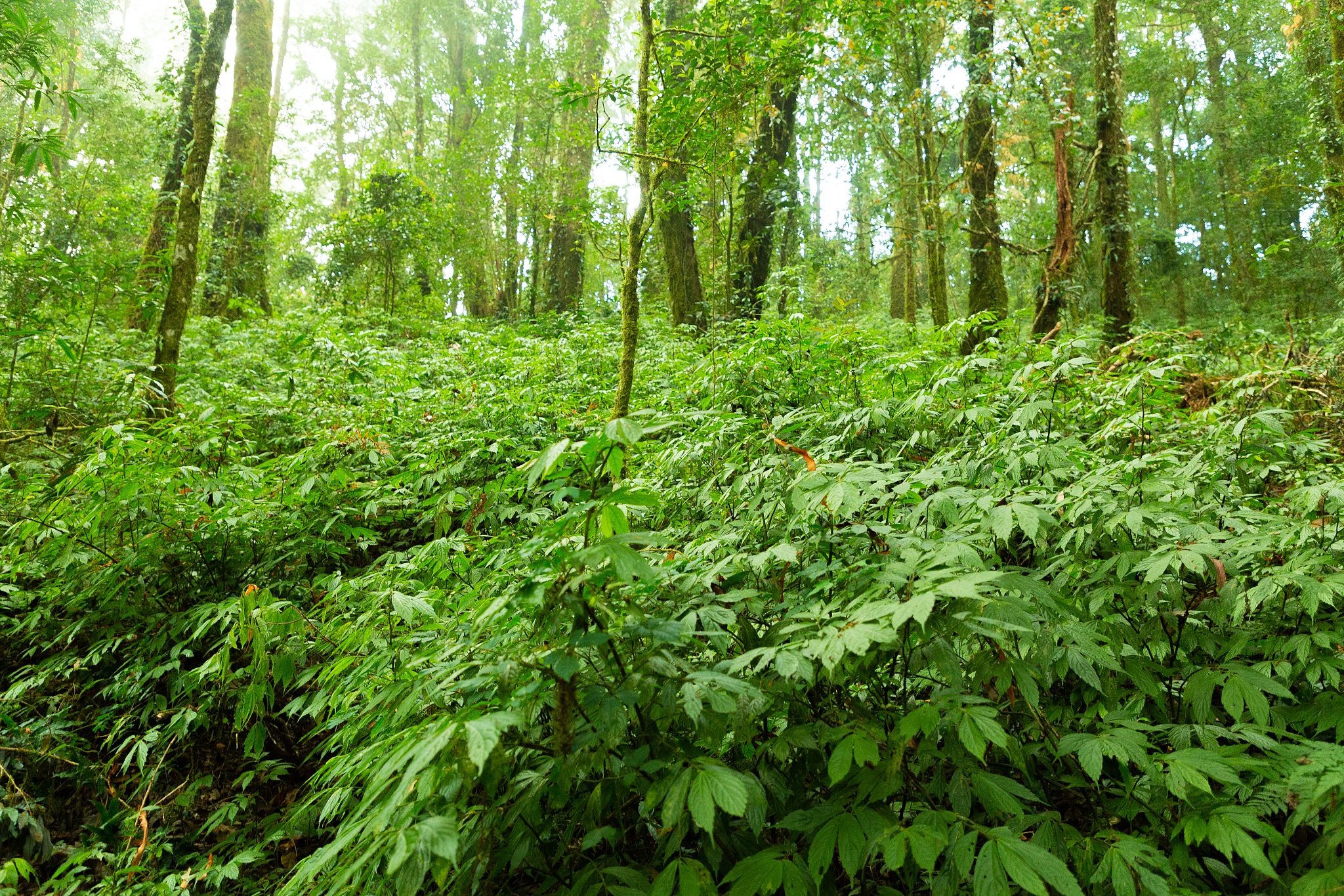 rain forest