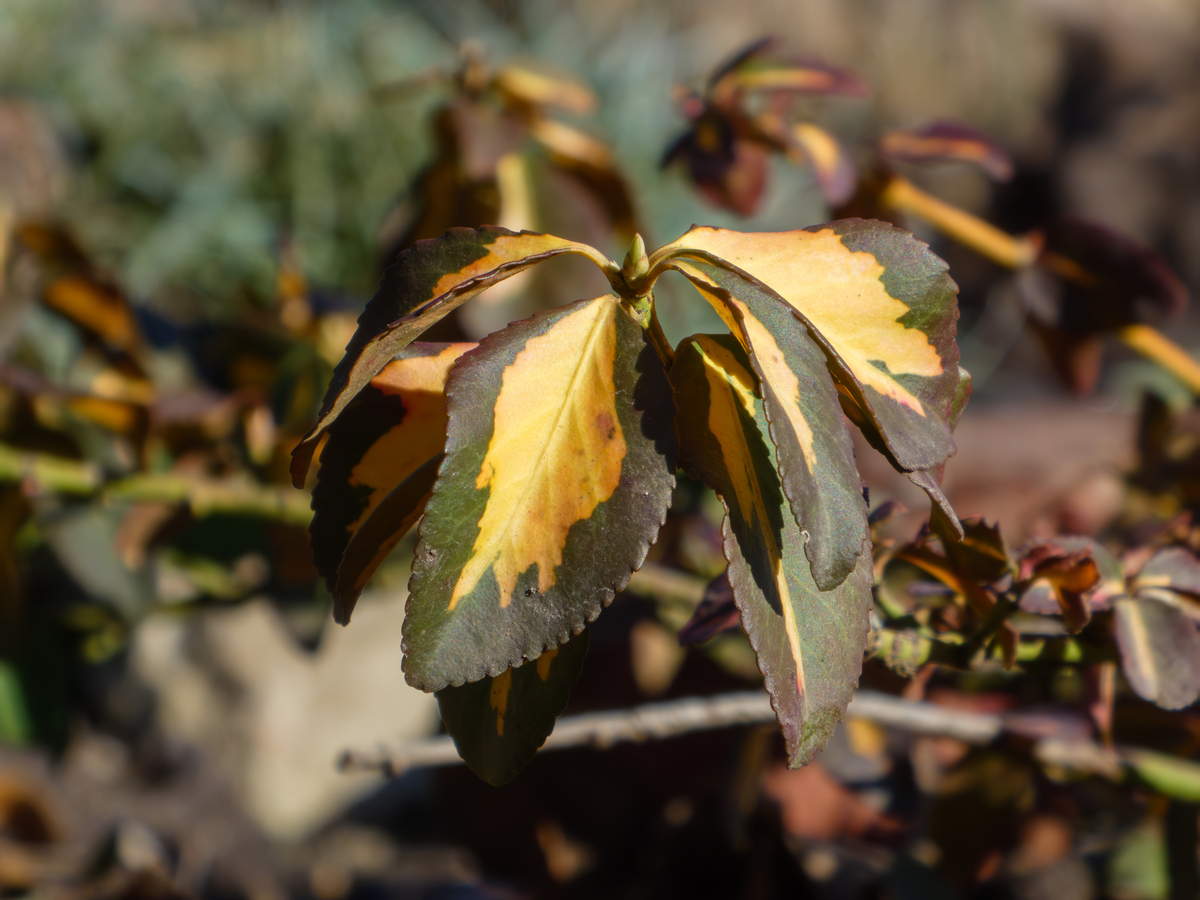 阳光明媚的花园里,黄绿相间的euonymus fortunei(常春
