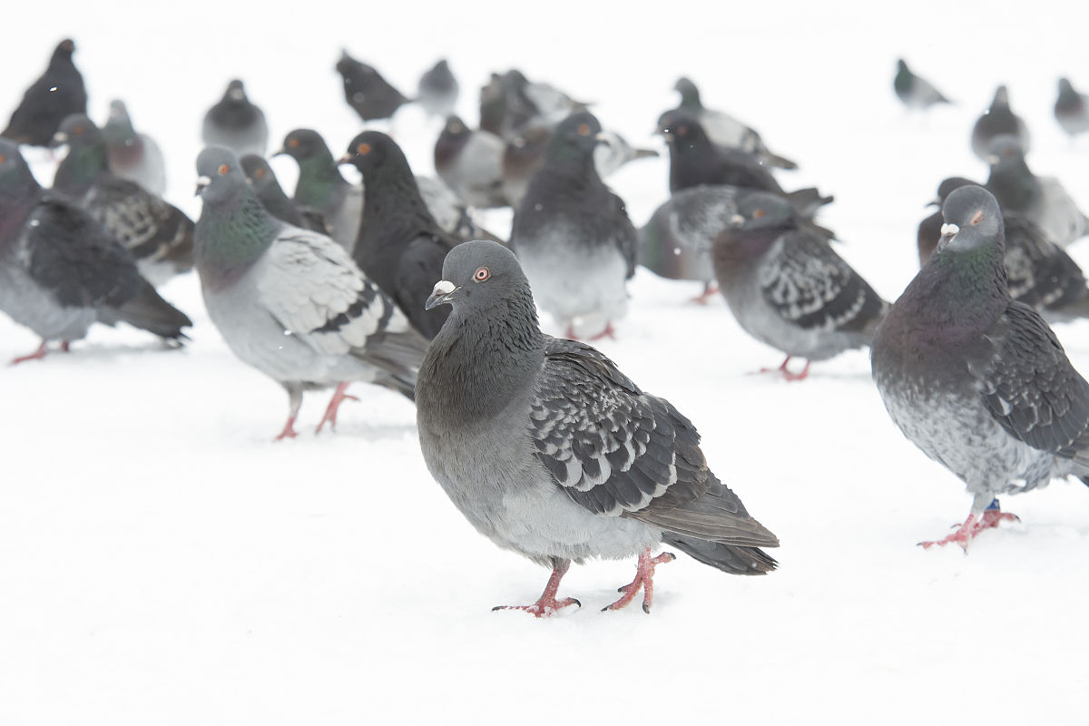 子里有3只白鸽和4只灰鸽白鸽2雌1雄灰鸽维推各半团眼抓至少几次才能凑