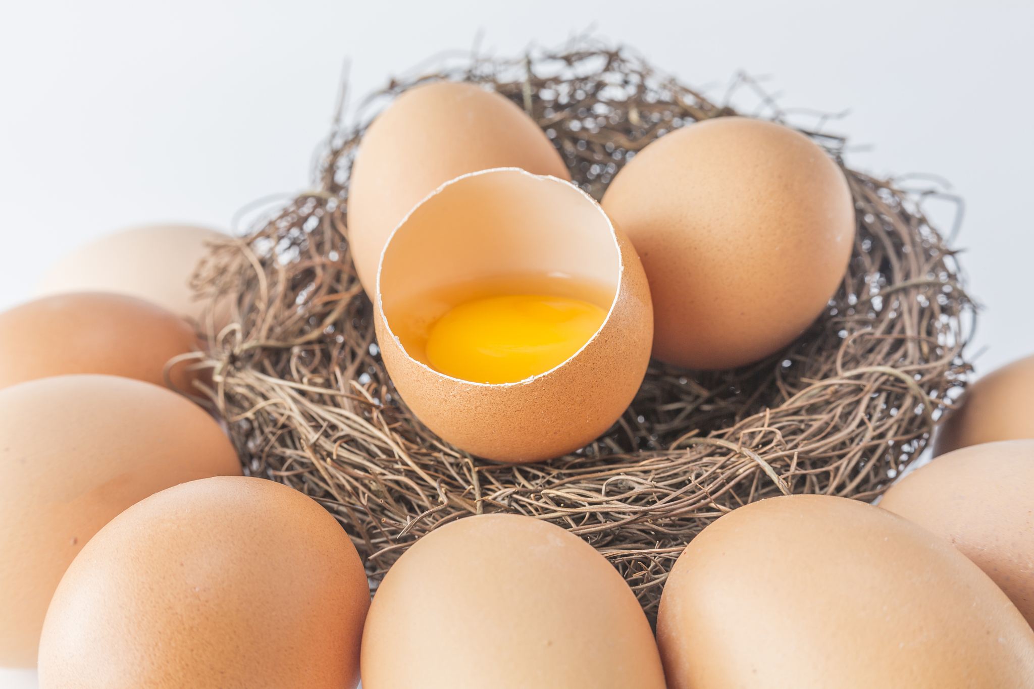 egg