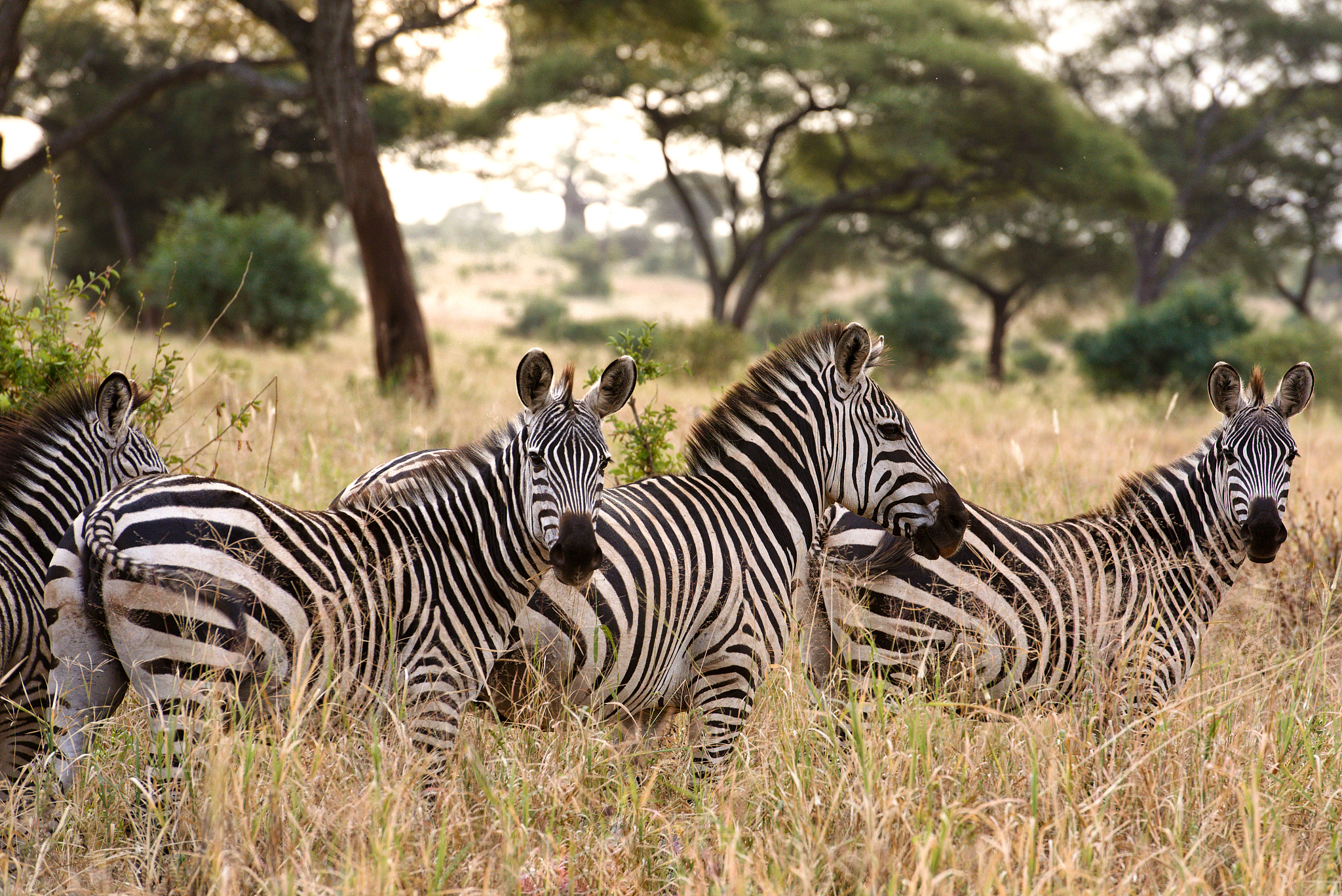 herd of zebras in the serengeti national park in tanzania