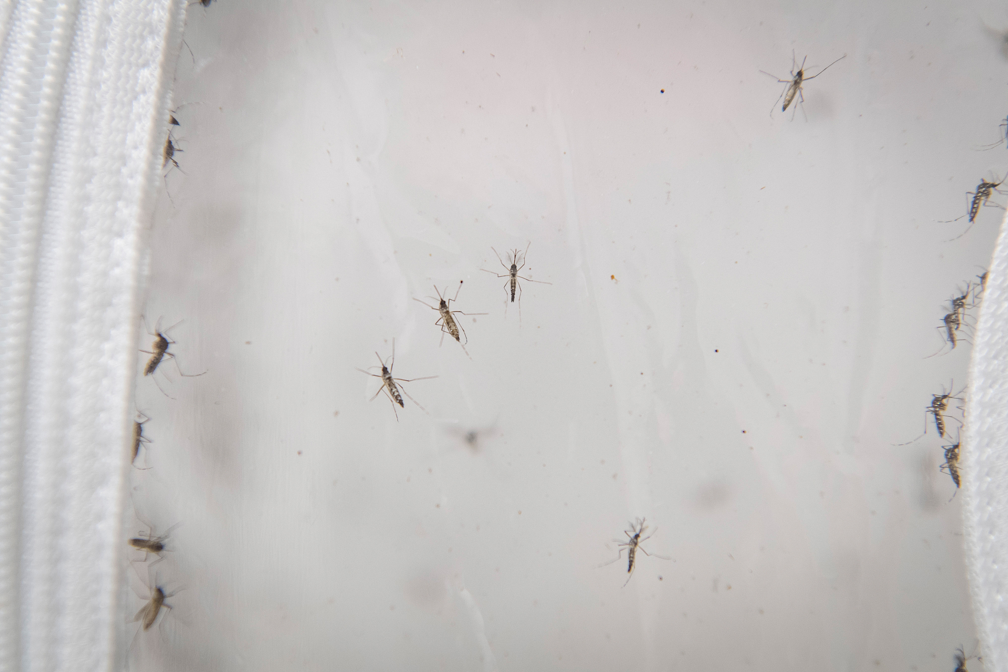 宿舍臭虫？教你轻松消灭它们！