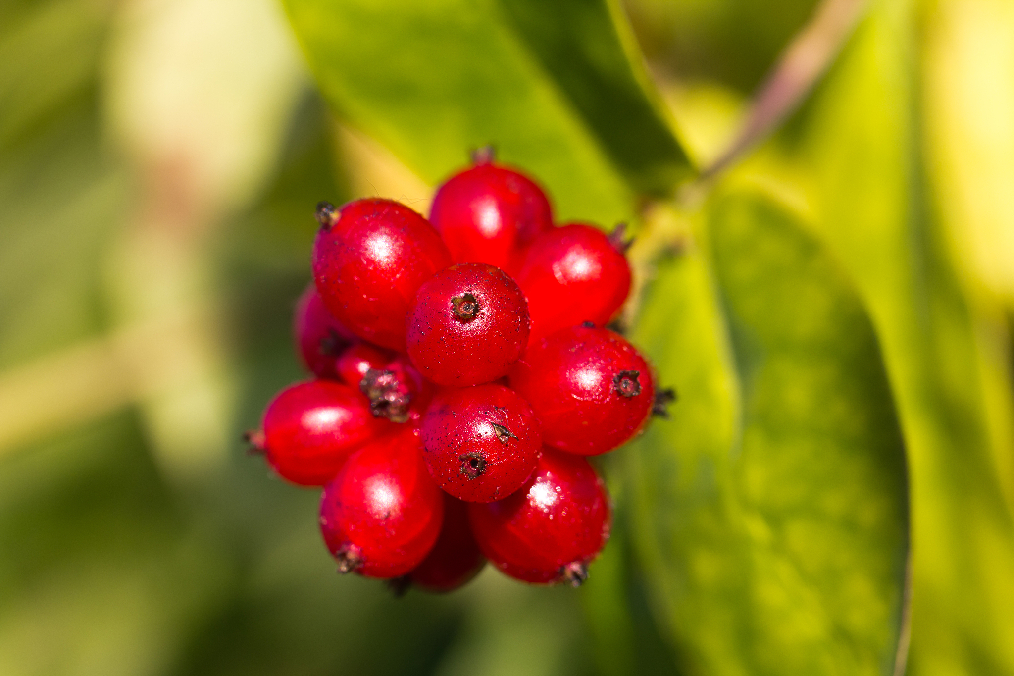 rosehip, selective focus