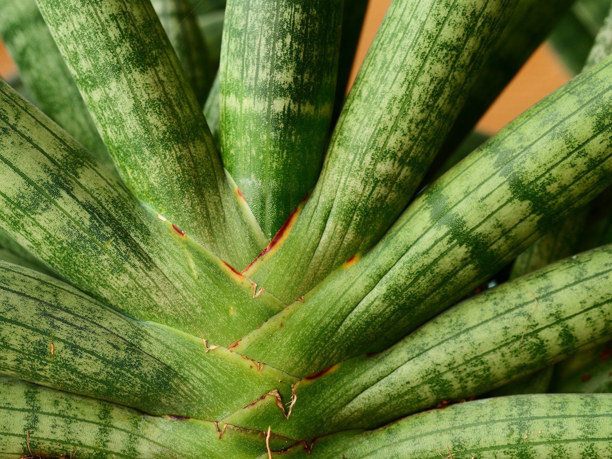 sansevieria on the ground