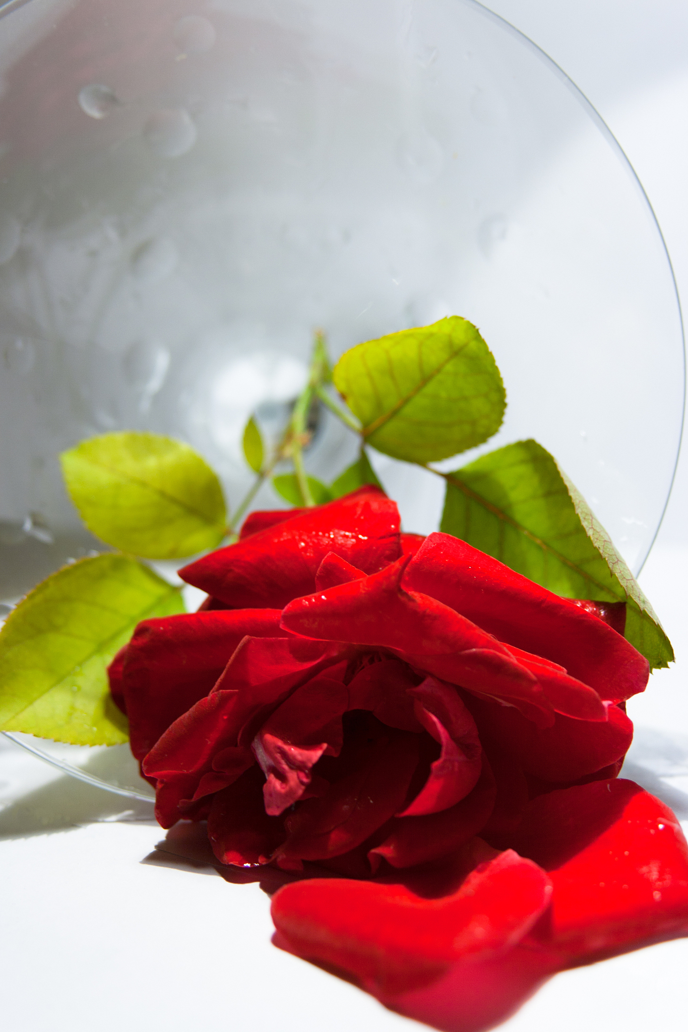 请依次以对、不、起、没、下、回为主题写一段关于红玫瑰好评100字的藏头诗