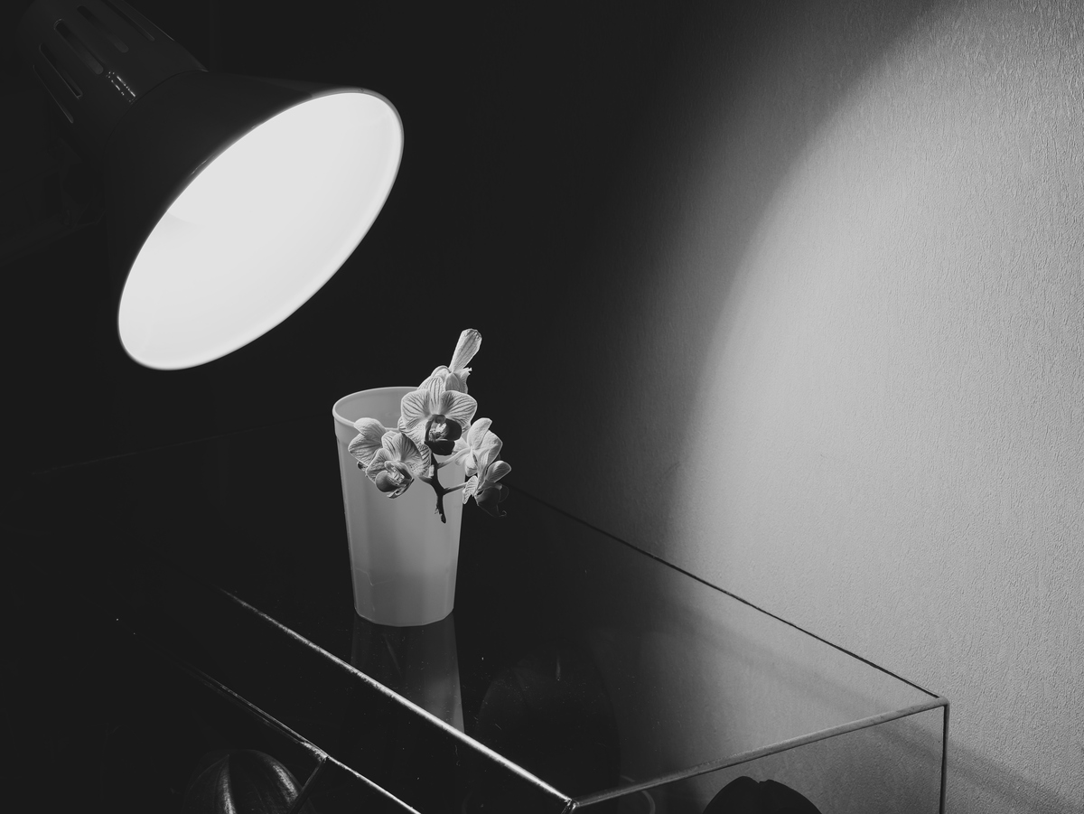 如何拍好日常生活照片：7个技巧捕捉日常之美