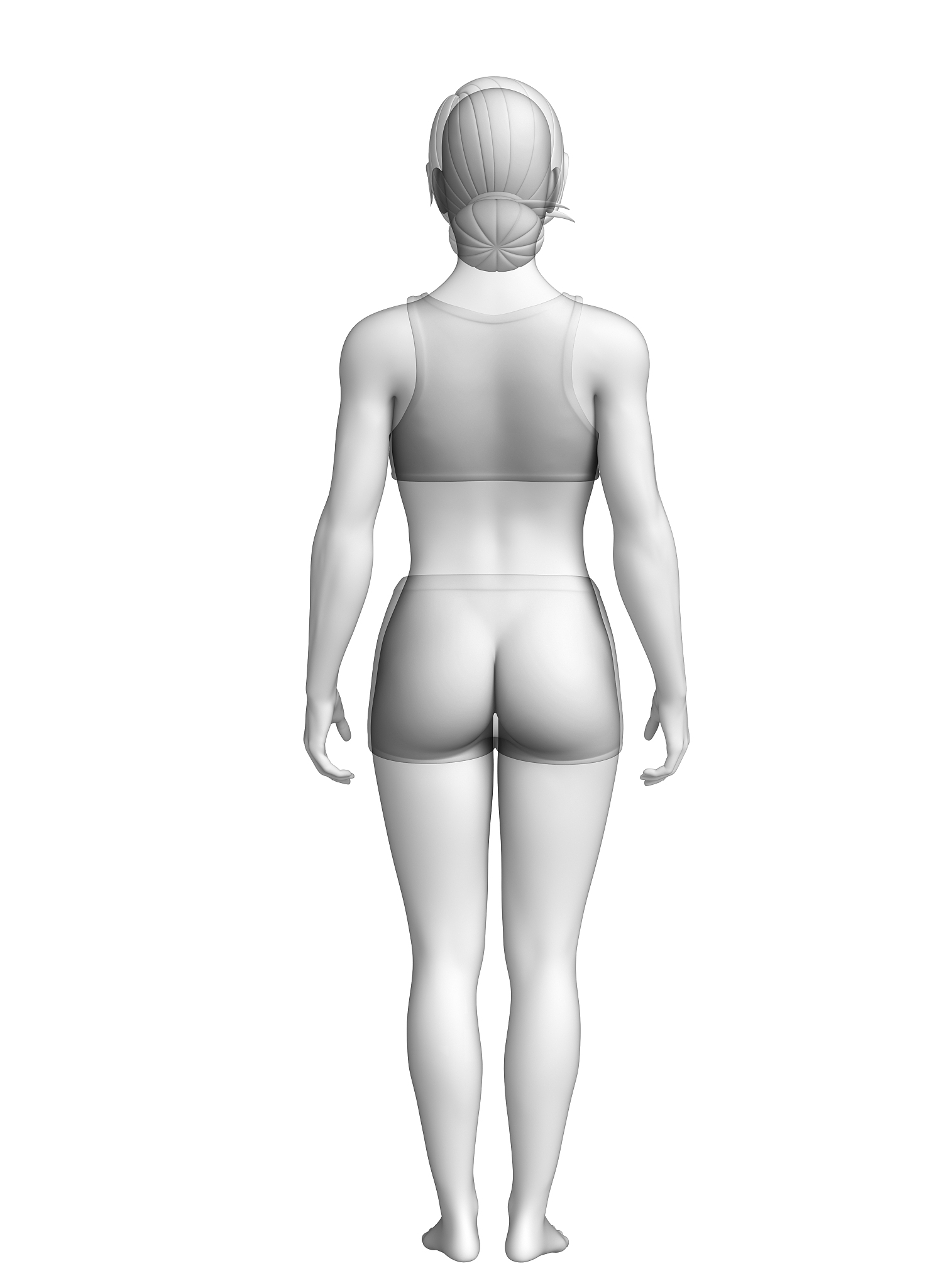3d人体模型下载(如何下载谷歌3d人体浏览器)