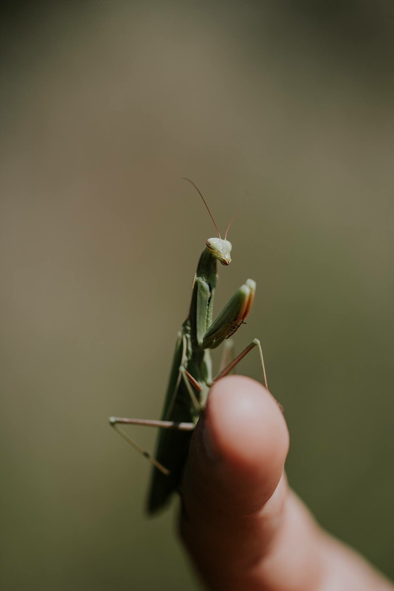 close-up of insect