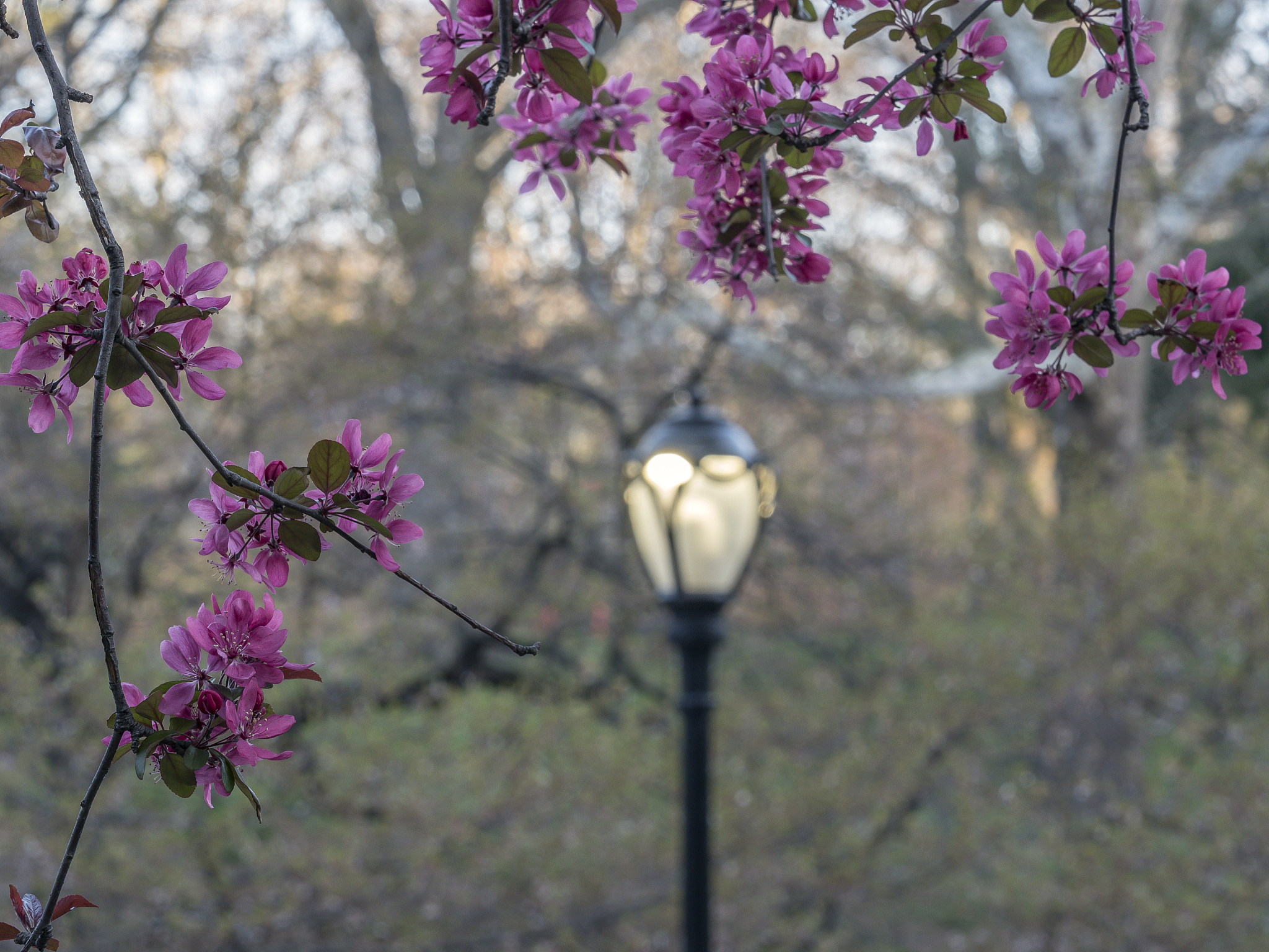写景作文公园有深意有紫荆花黄风铃的具体描写语言生动细腻有静动态描写有比喻拟人