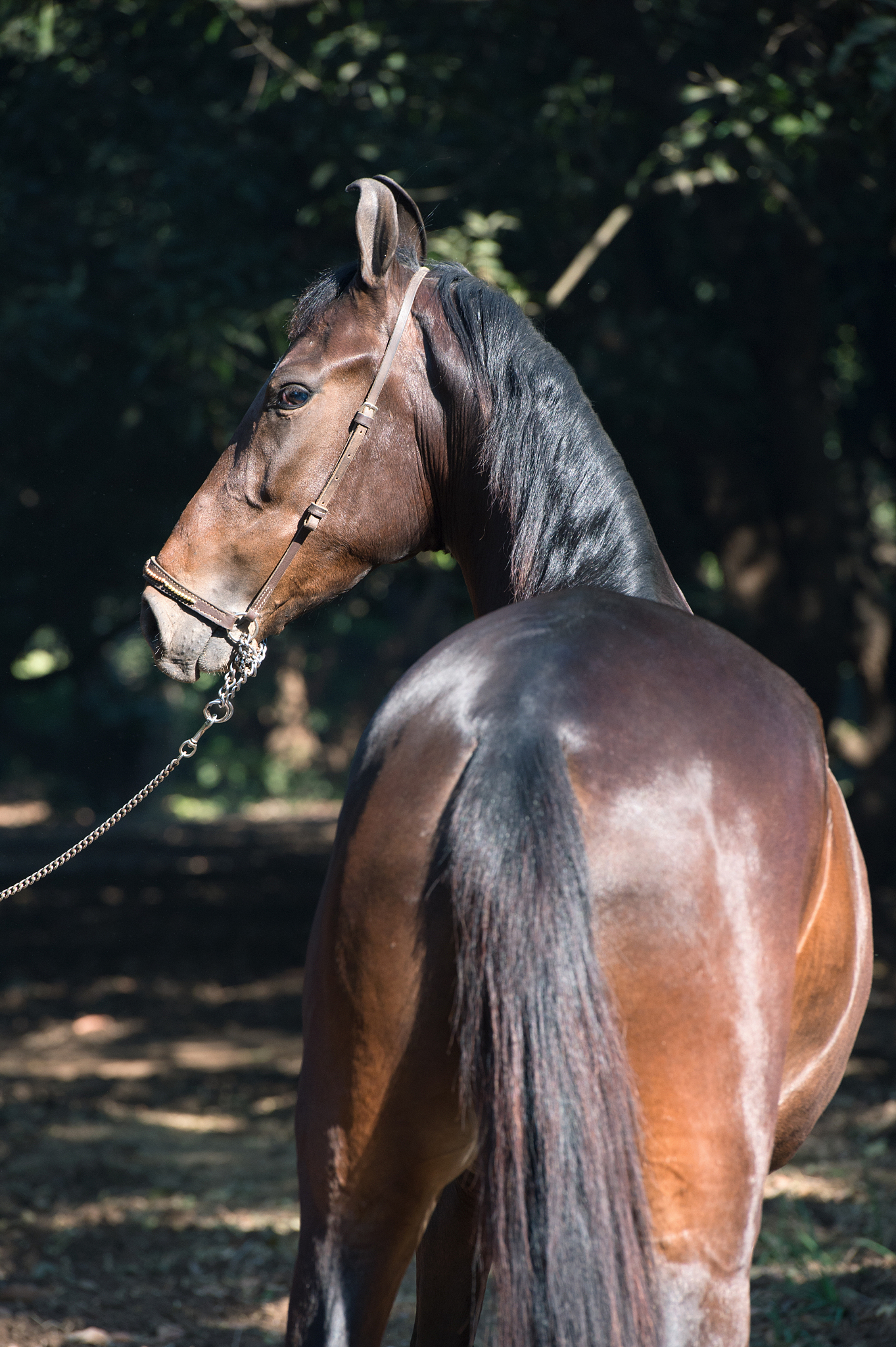 portrait of bay marwari mare posing  in garden. sunny day. gujar