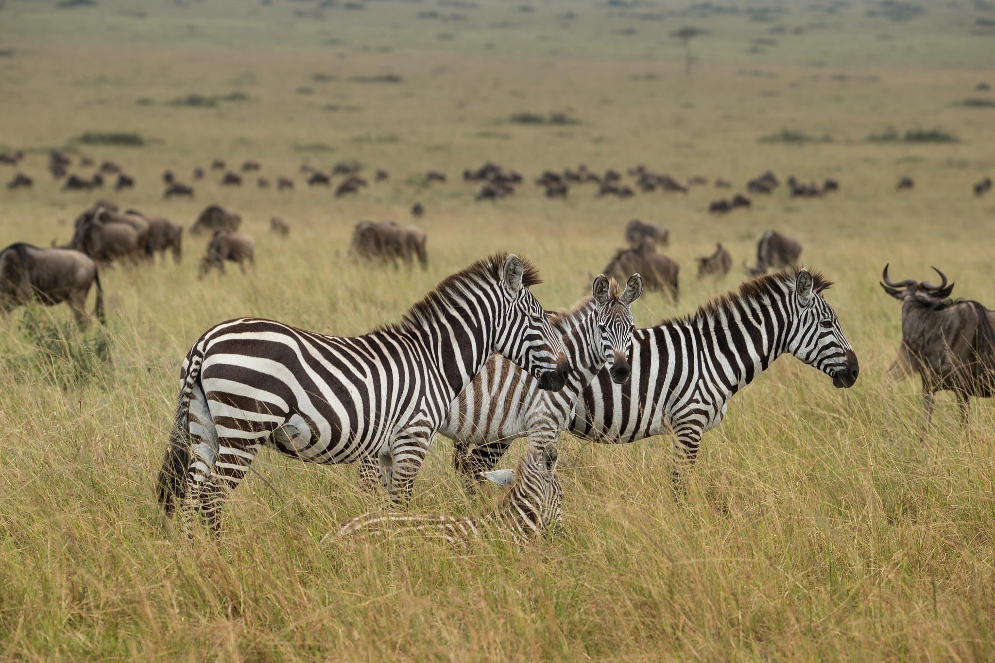 wild herd of zebras flees in africa
