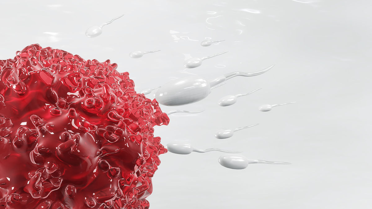 胚珠和胚囊的区别