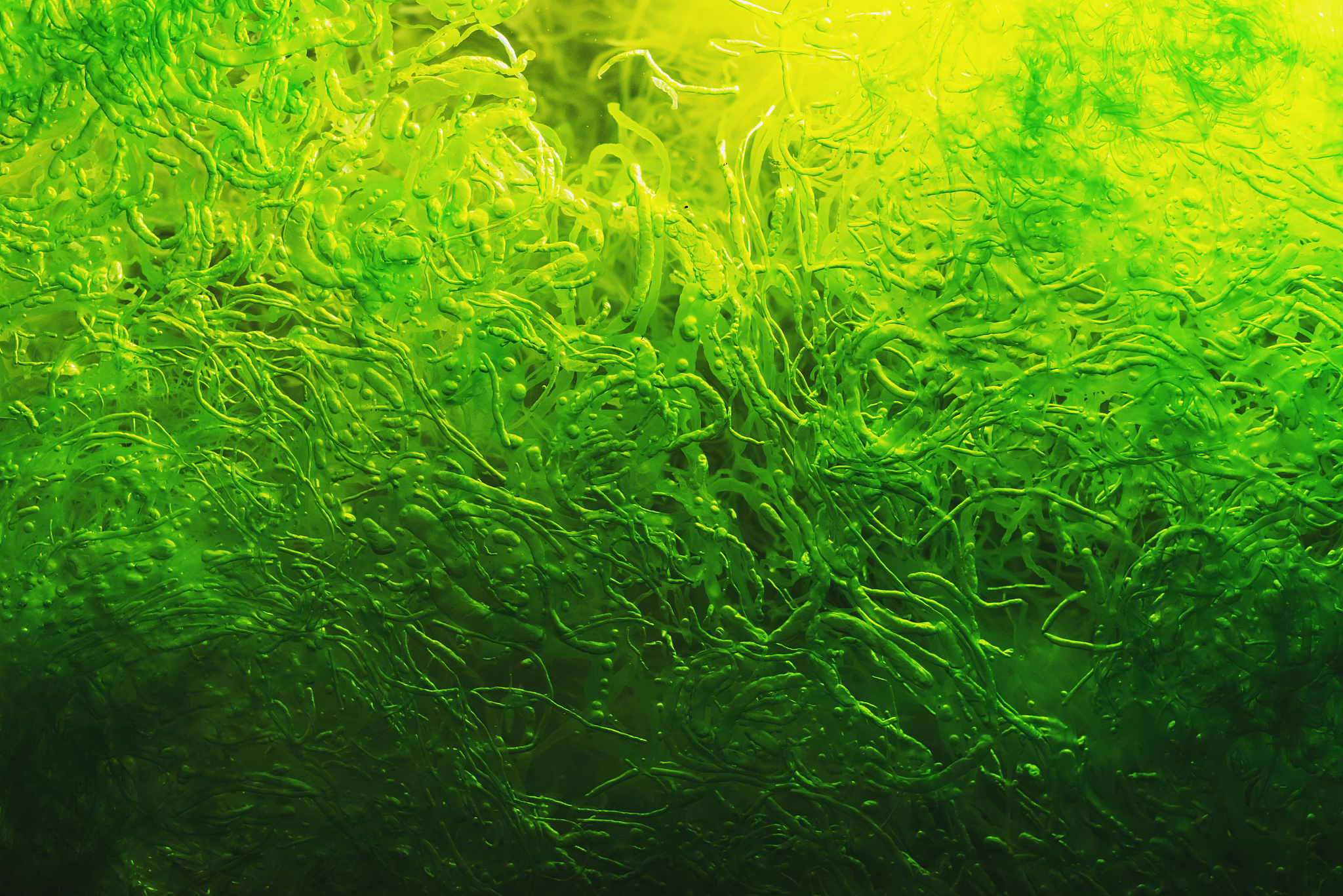 algae bloom